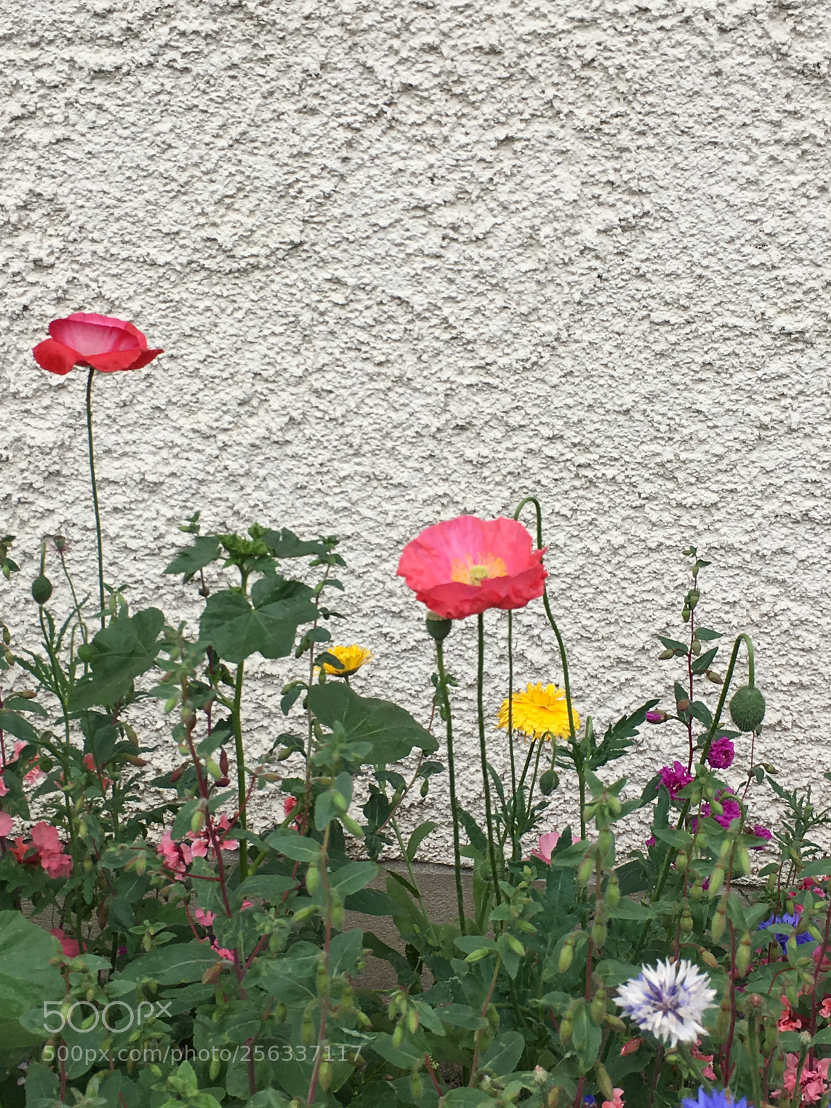 Apple iPhone 6s sample photo. Img photography