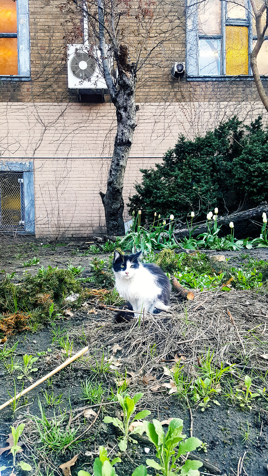 Samsung Galaxy Note5 sample photo. Felines of the urban photography