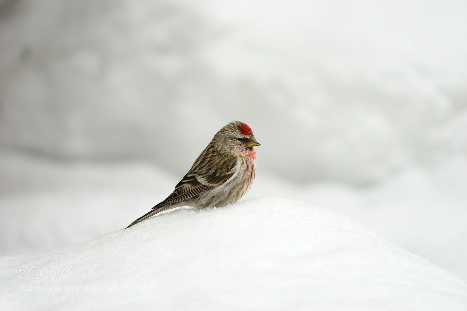 Sony a7 II sample photo. Caught in late snow photography