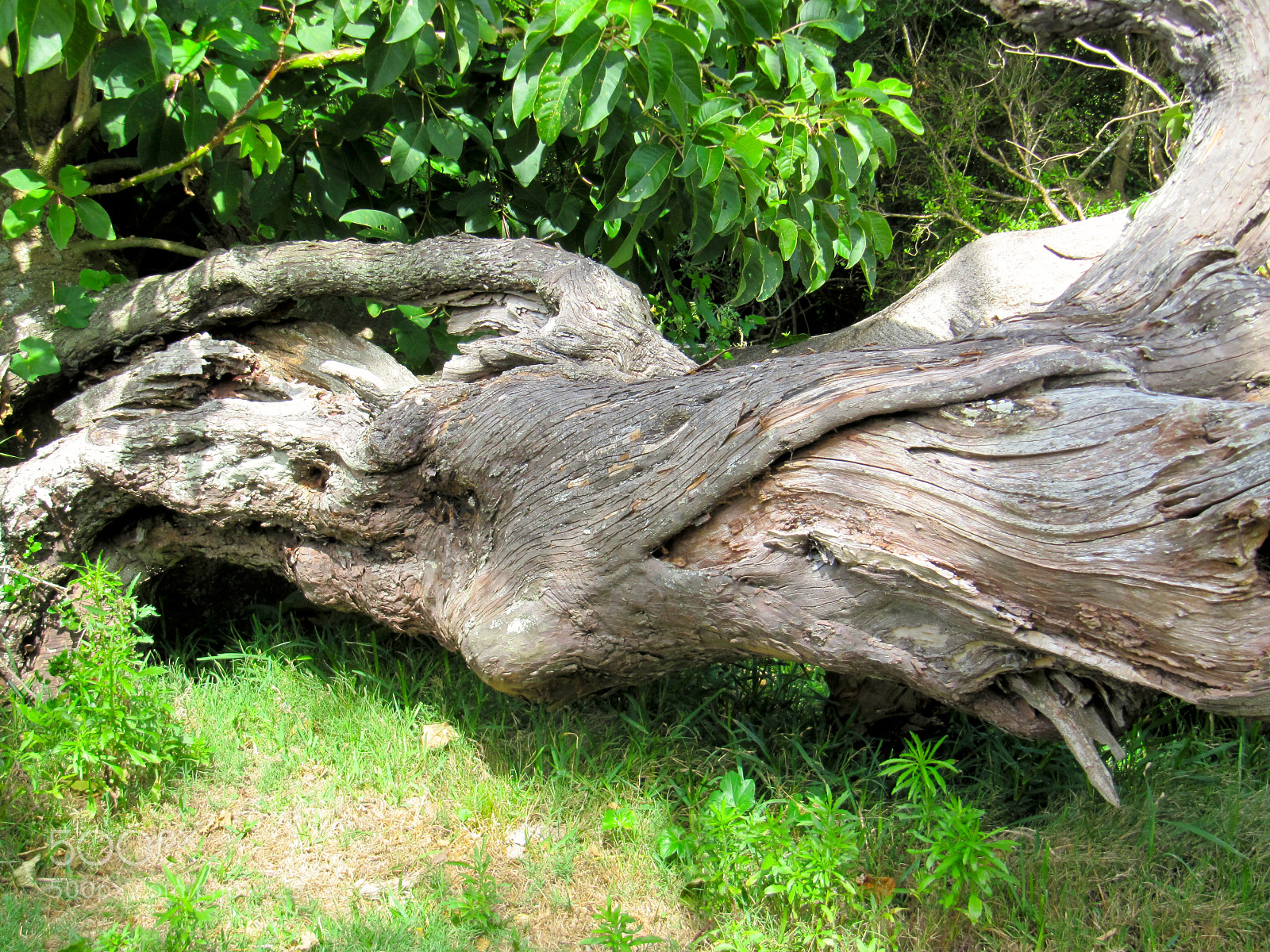 Canon PowerShot SX200 IS sample photo. Img photography