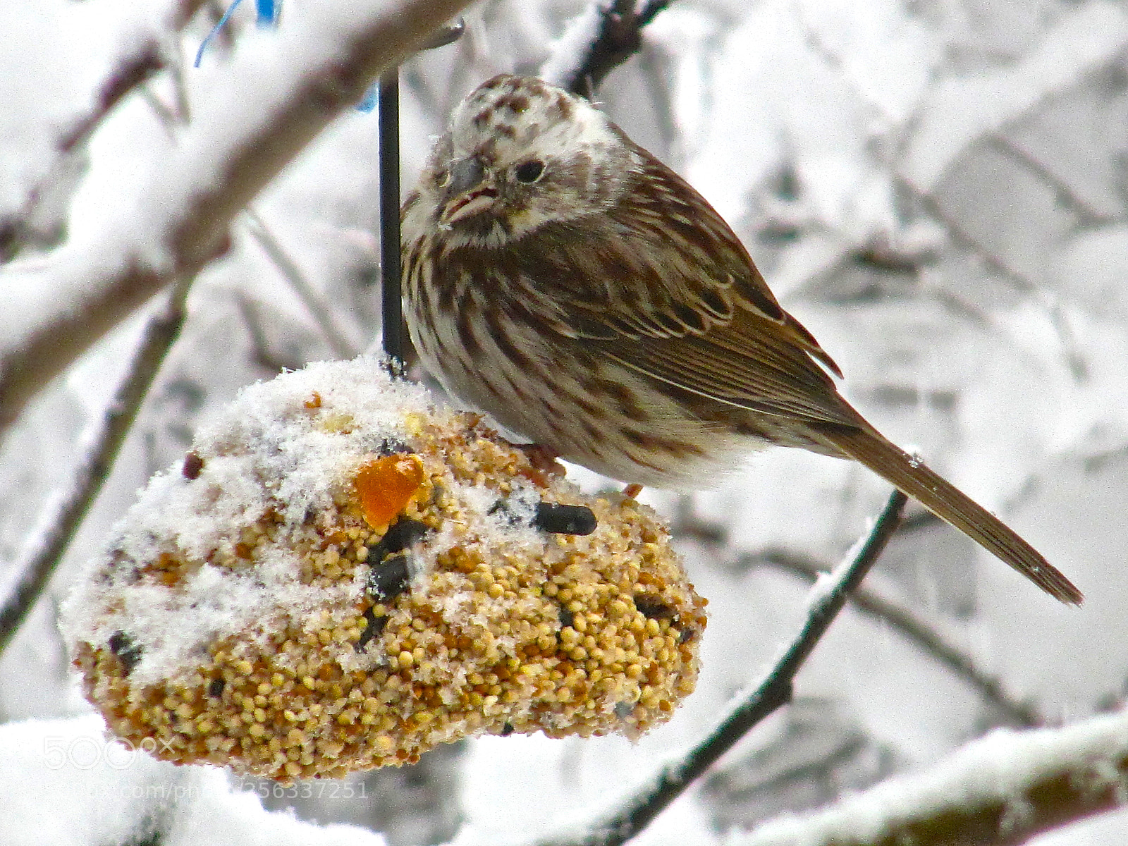 Canon PowerShot SX200 IS sample photo. Img photography