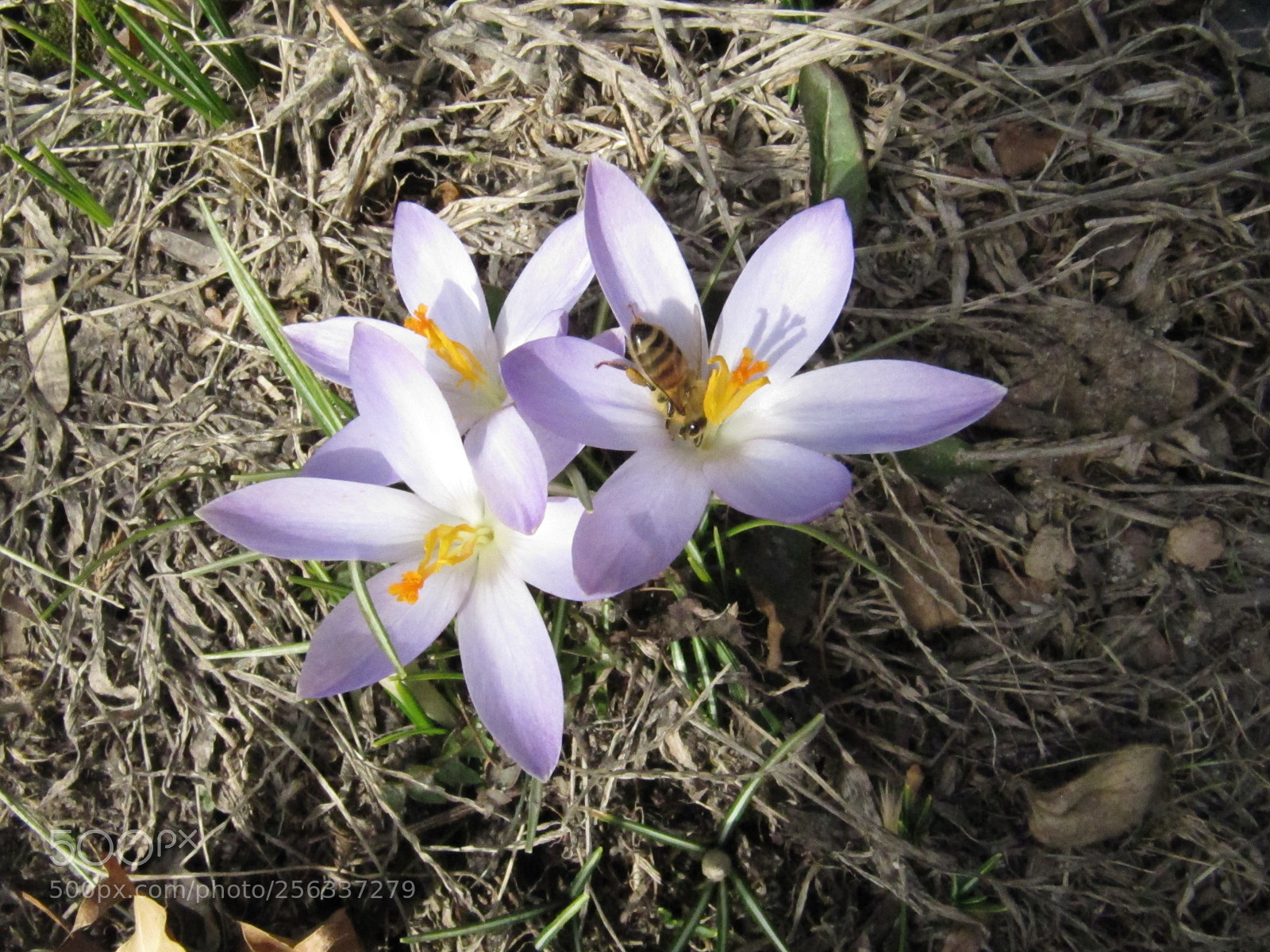 Canon PowerShot SX200 IS sample photo. Img photography