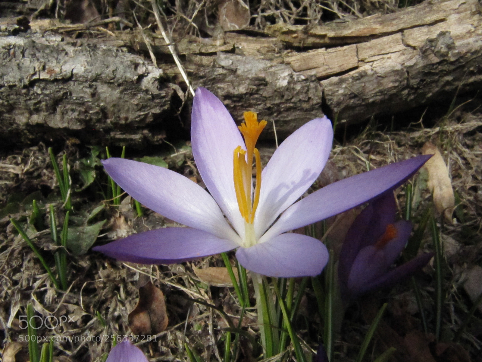 Canon PowerShot SX200 IS sample photo. Img photography
