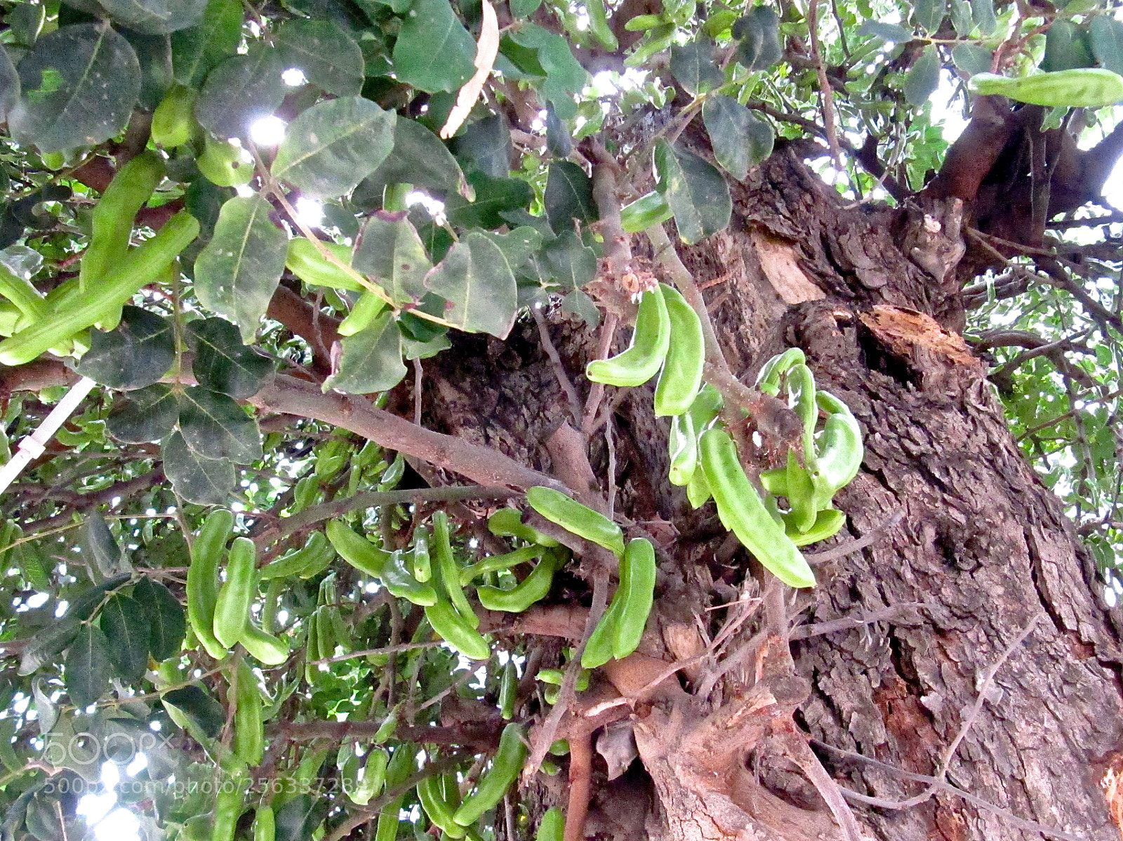 Canon PowerShot SX200 IS sample photo. Img photography