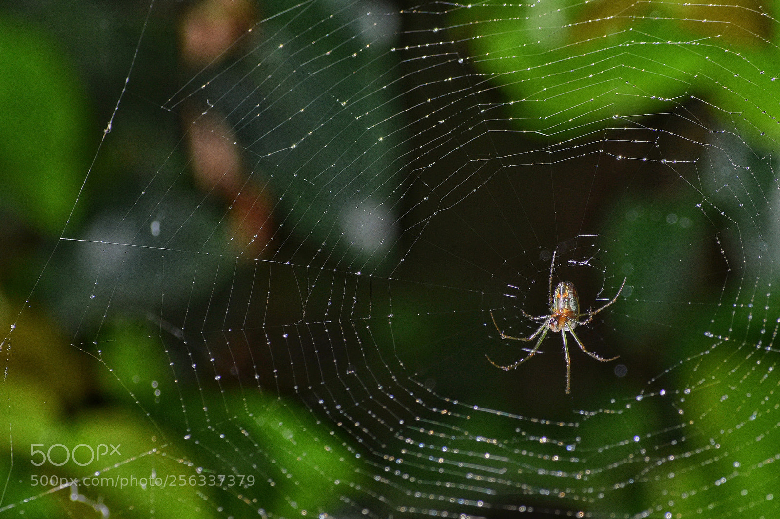Nikon D3400 sample photo. Spider
 photography