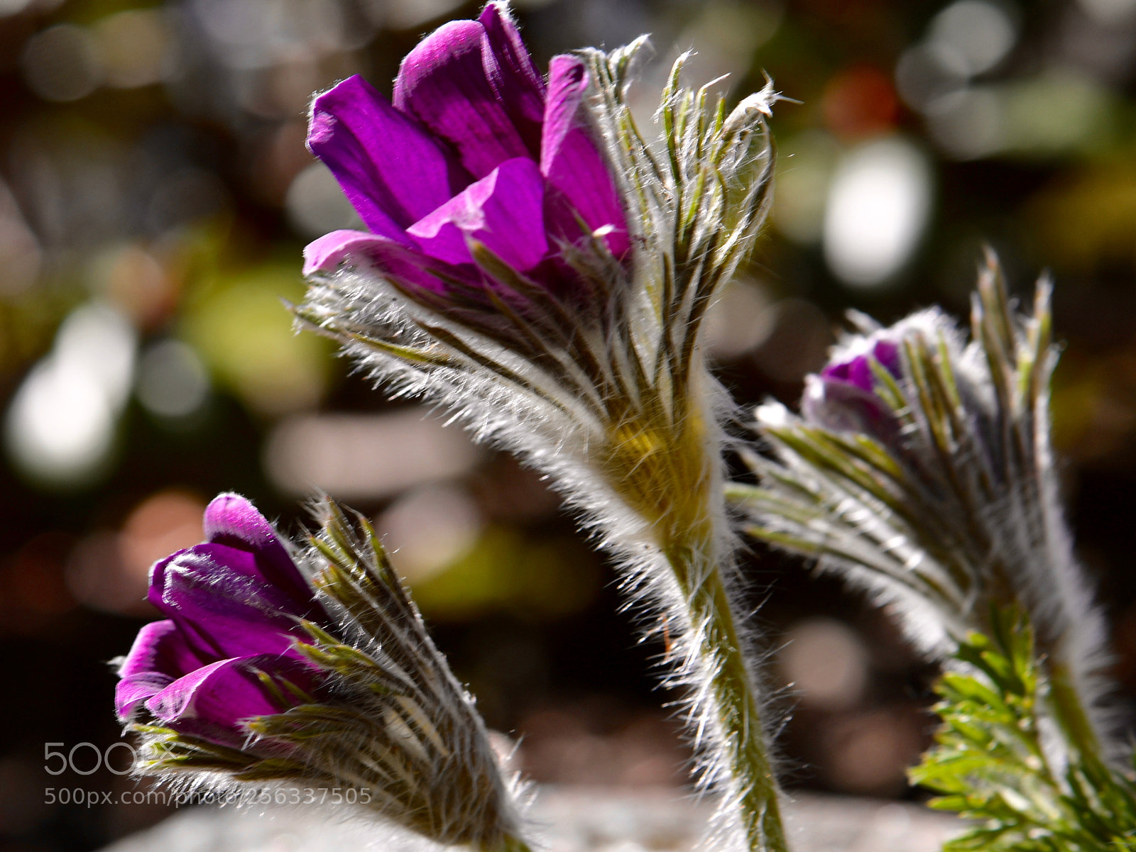 Nikon D500 sample photo. Untitled photography