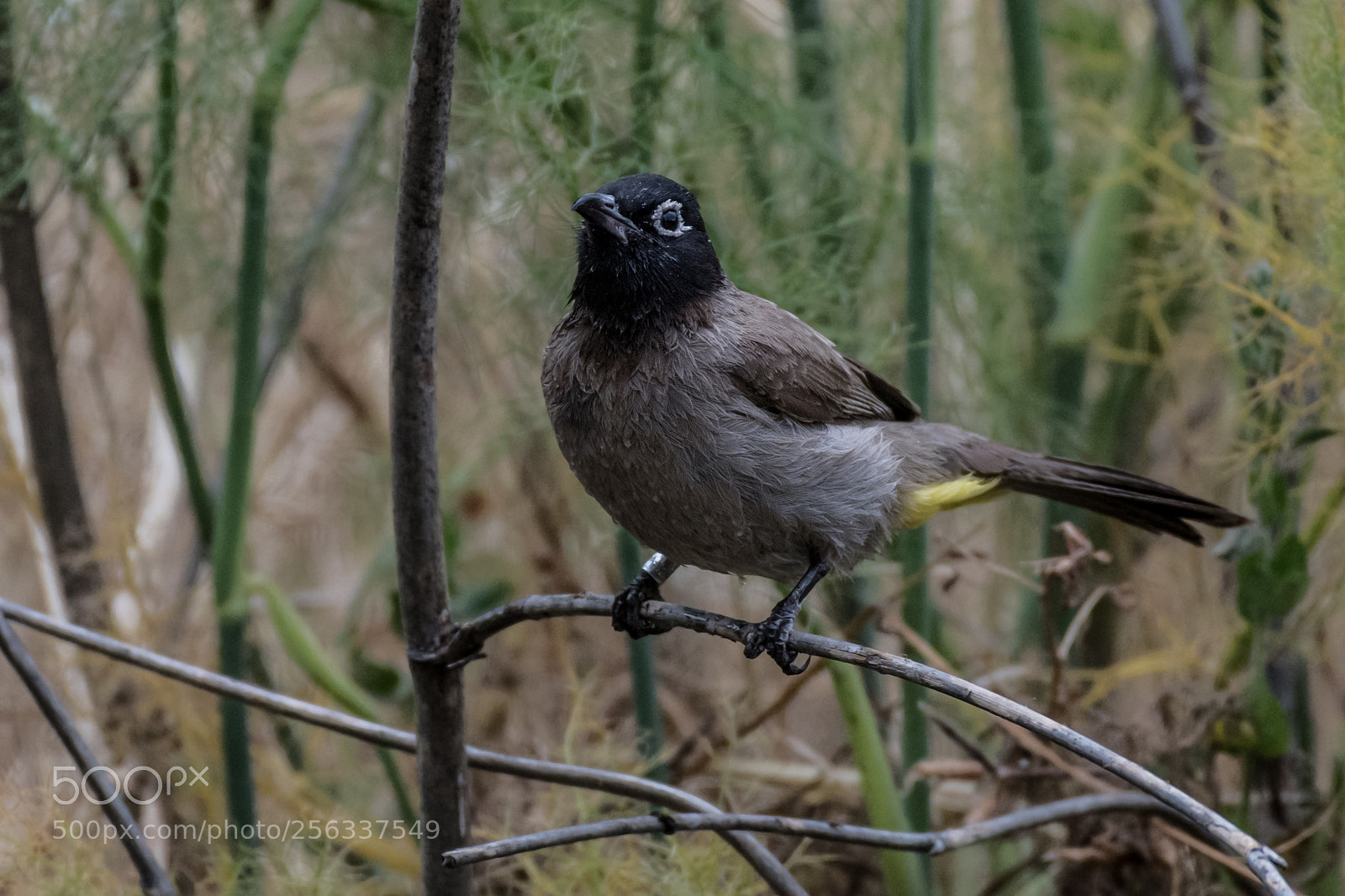 Nikon D850 sample photo. Bulbul photography