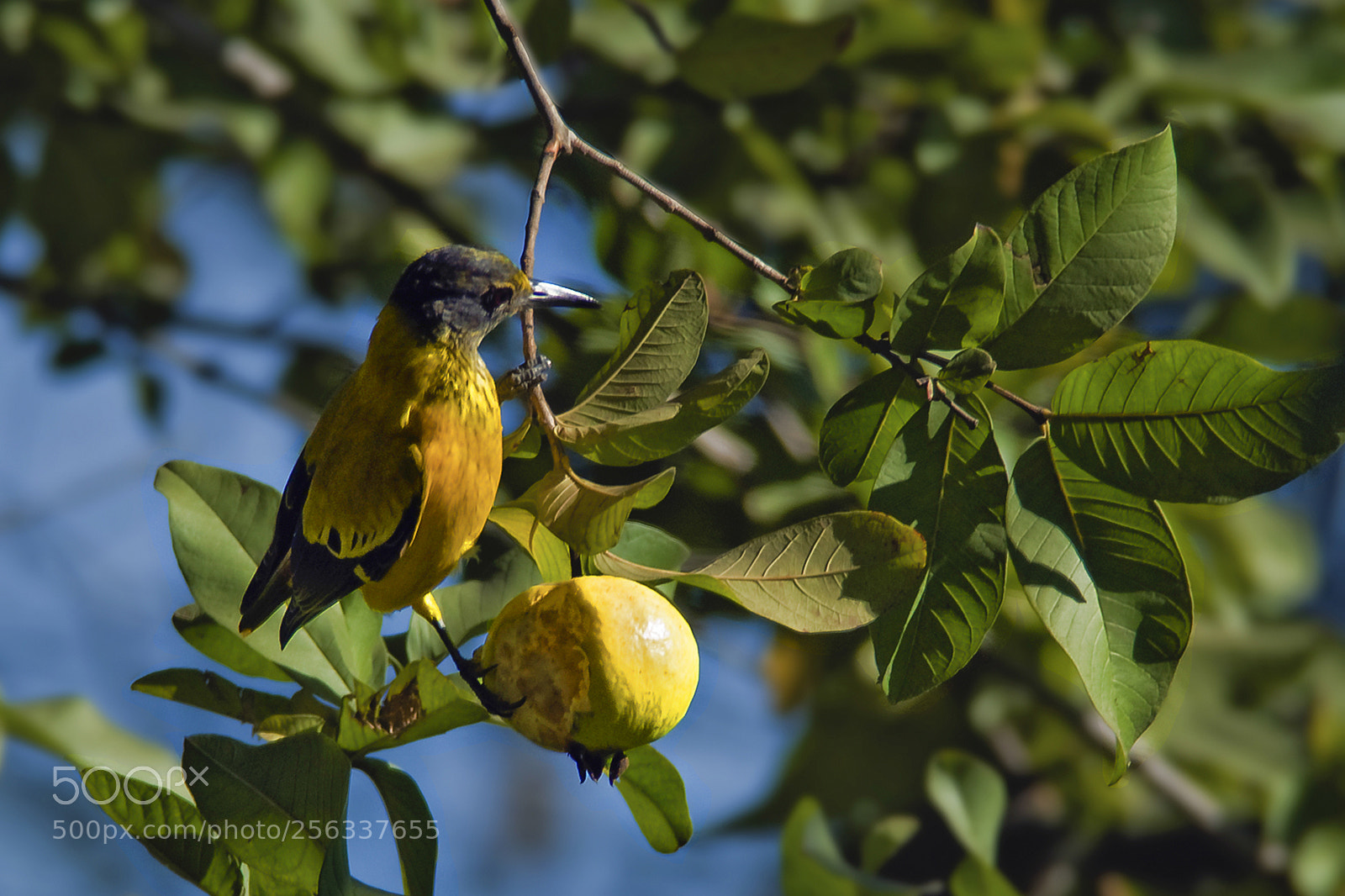 Nikon D300 sample photo. The fruit thief photography
