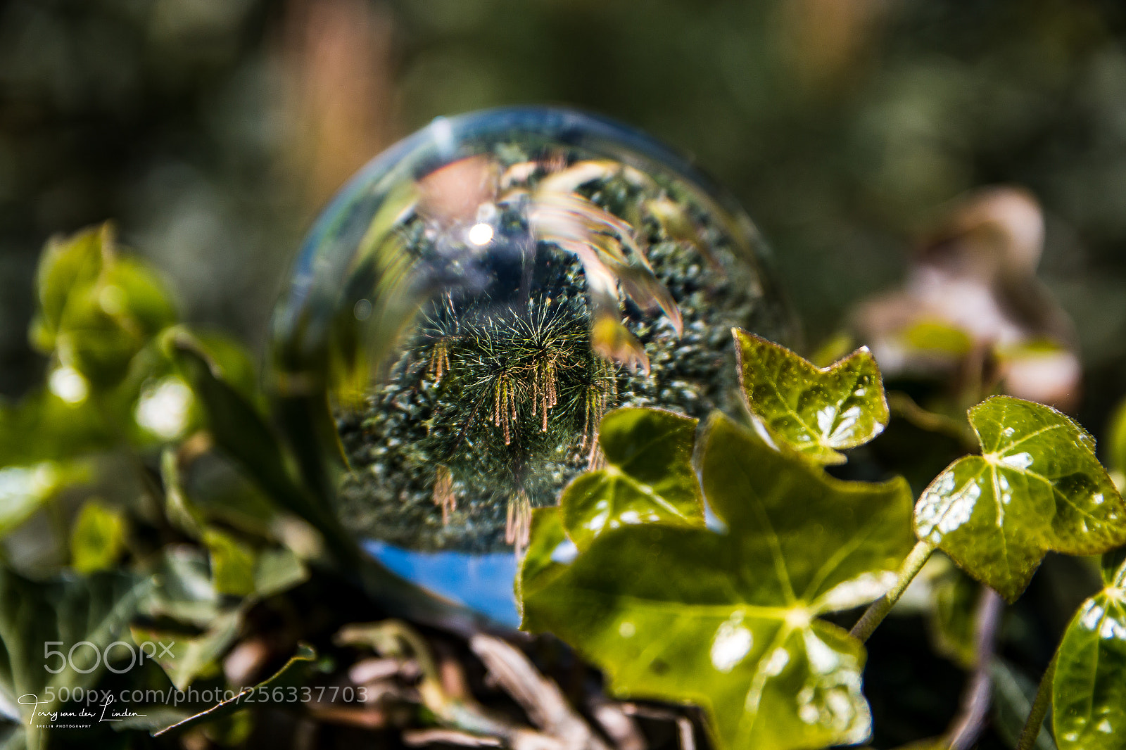 Canon EOS 70D sample photo. Lensball shoot photography
