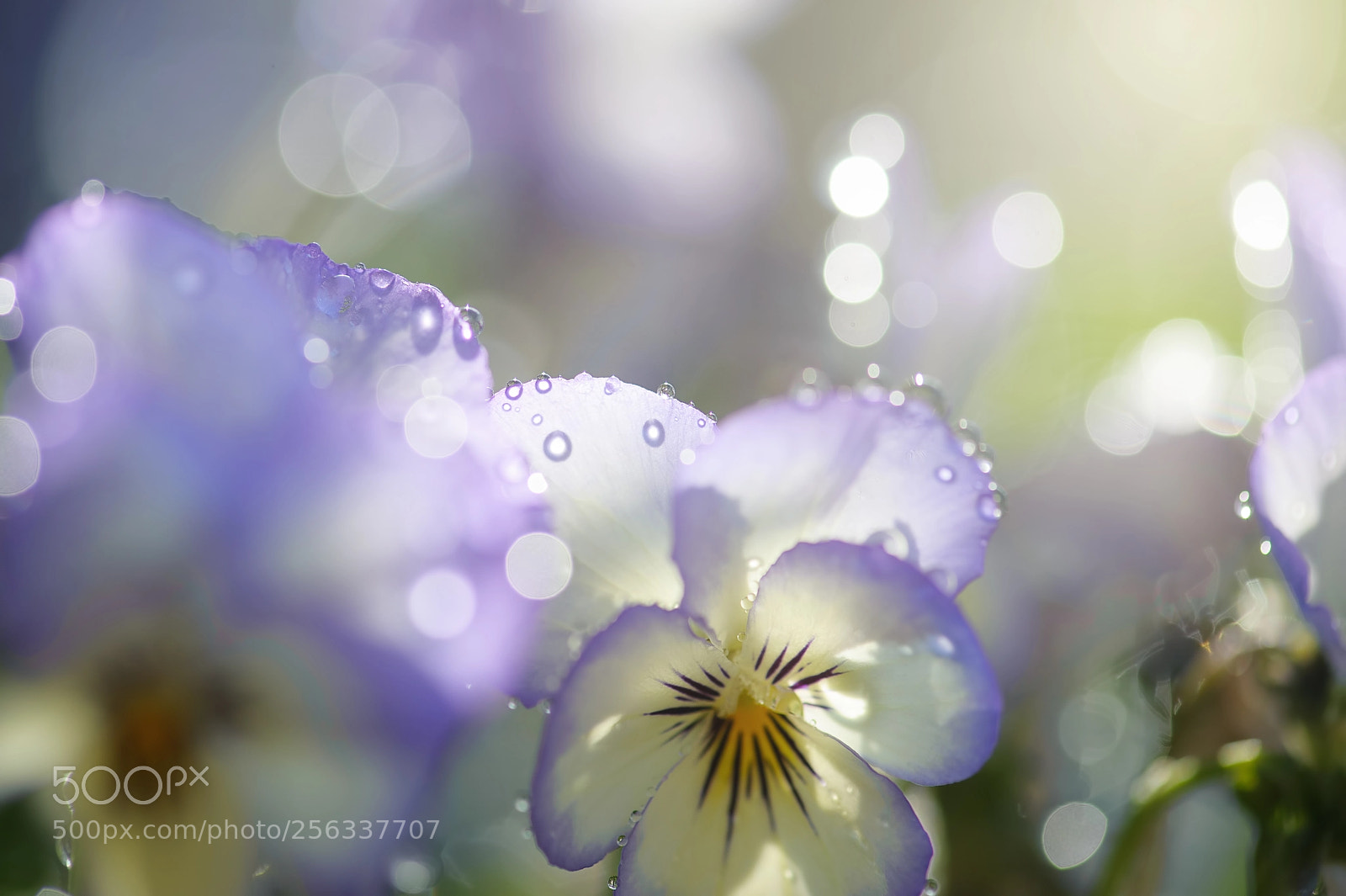 Nikon D700 sample photo. Violas photography