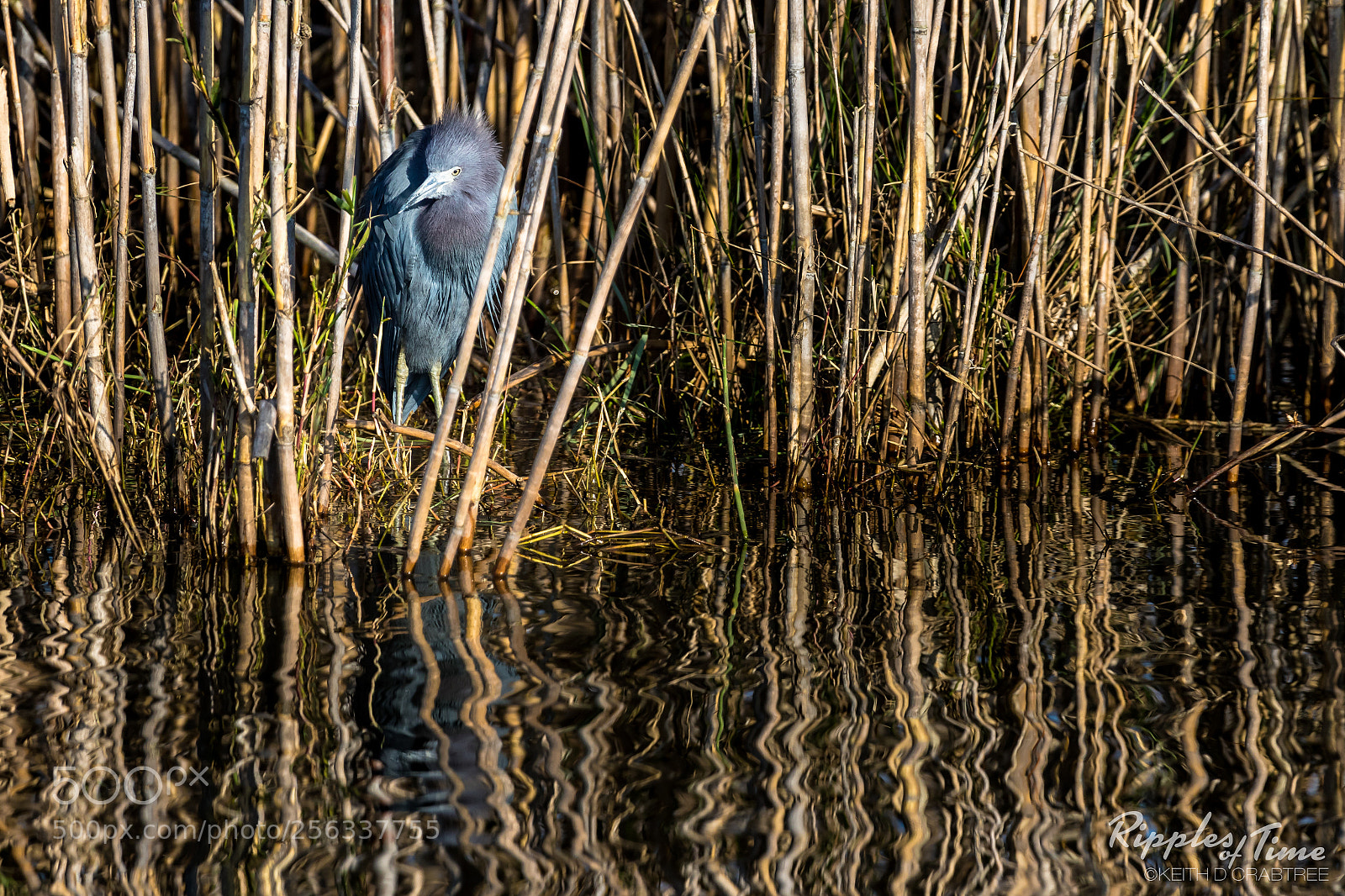Canon EOS 7D Mark II sample photo. Little blue reflectioning photography