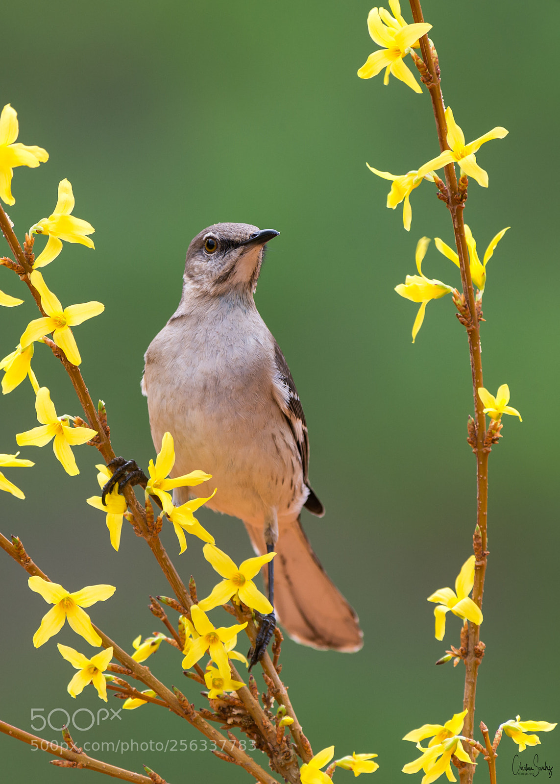 Nikon D4 sample photo. Northern mockingbird photography