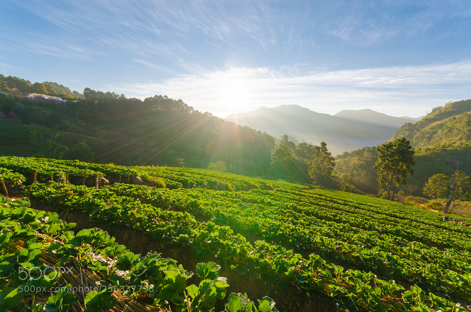 Nikon D5100 sample photo. Strawberry field in morning photography