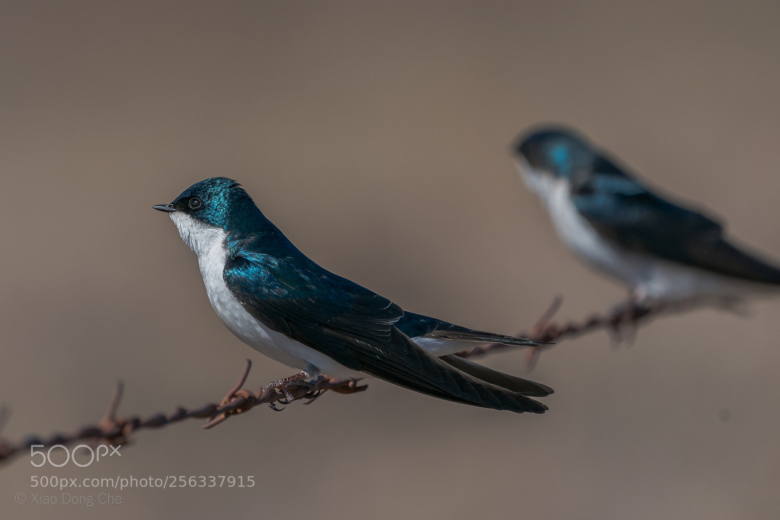 Sony a9 sample photo. Tree swallows photography