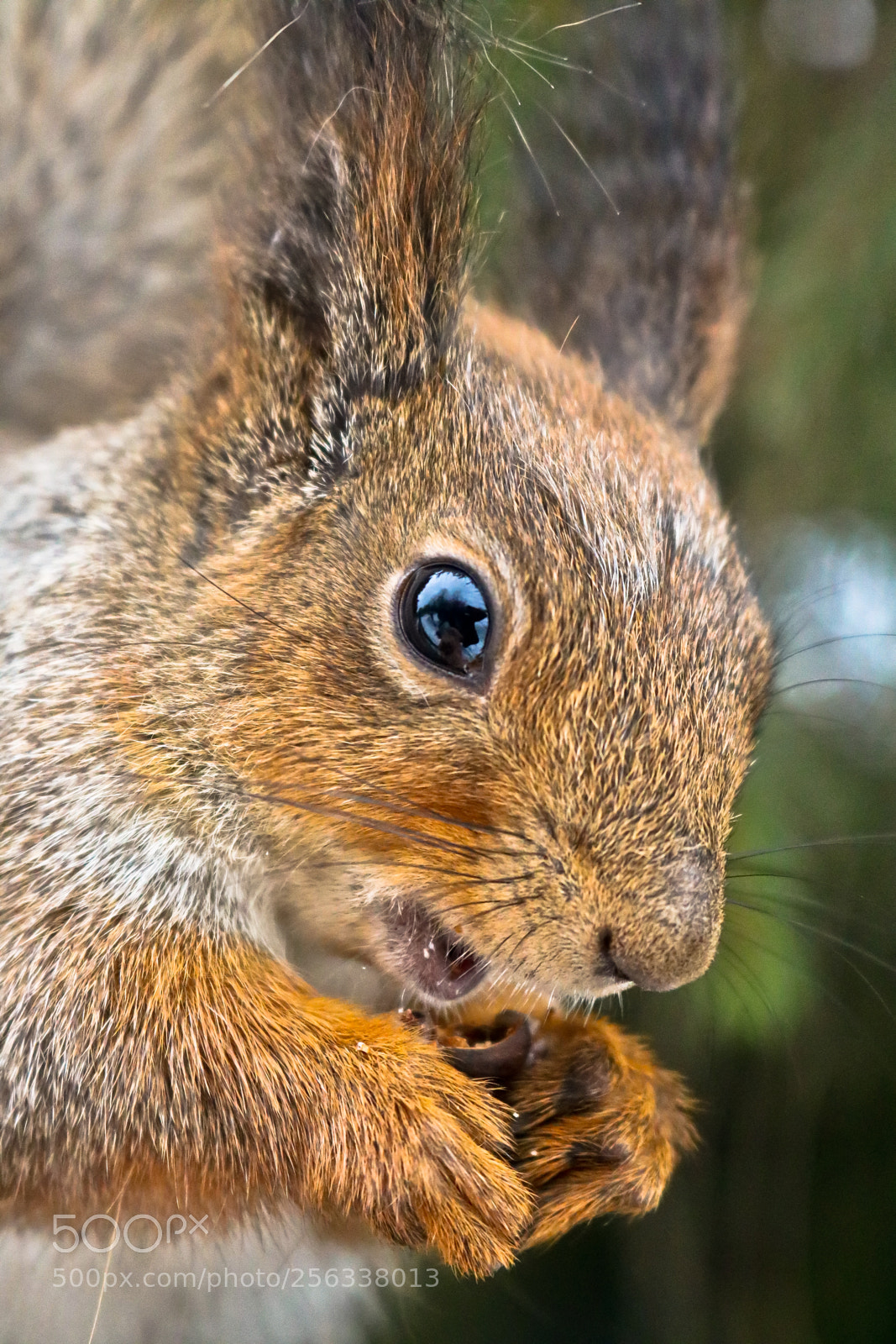 Canon EOS 750D (EOS Rebel T6i / EOS Kiss X8i) sample photo. Fox squirrel photography