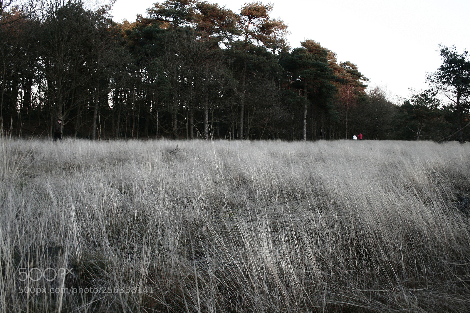 Canon EF-S 18-55mm F3.5-5.6 II sample photo. Mg photography