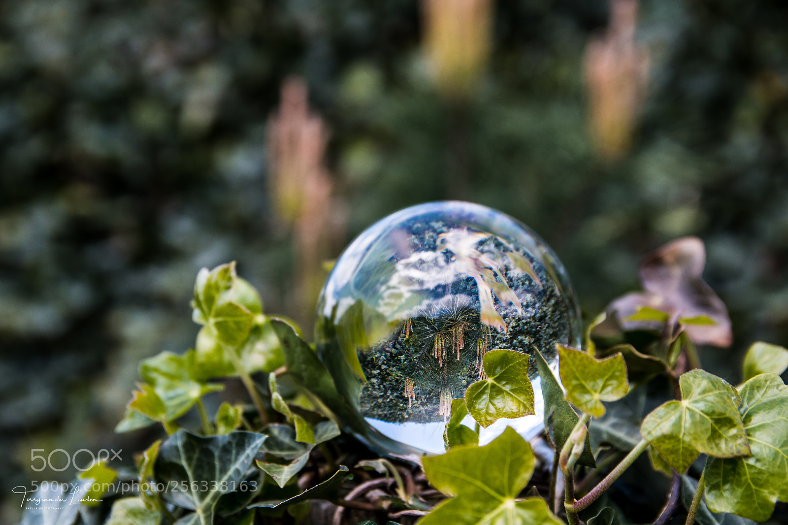 Canon EOS 70D sample photo. Lensball shoot photography