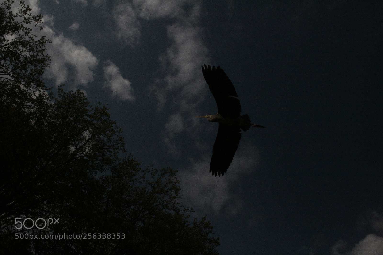 Canon EF-S 18-55mm F3.5-5.6 II sample photo. Mg photography