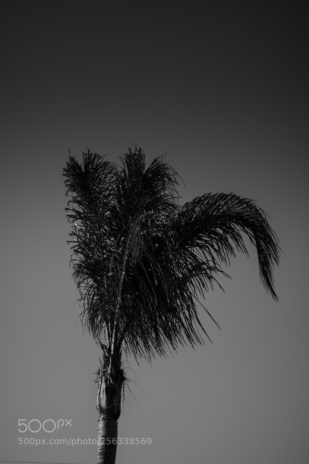 Canon EOS 750D (EOS Rebel T6i / EOS Kiss X8i) sample photo. Palm photography