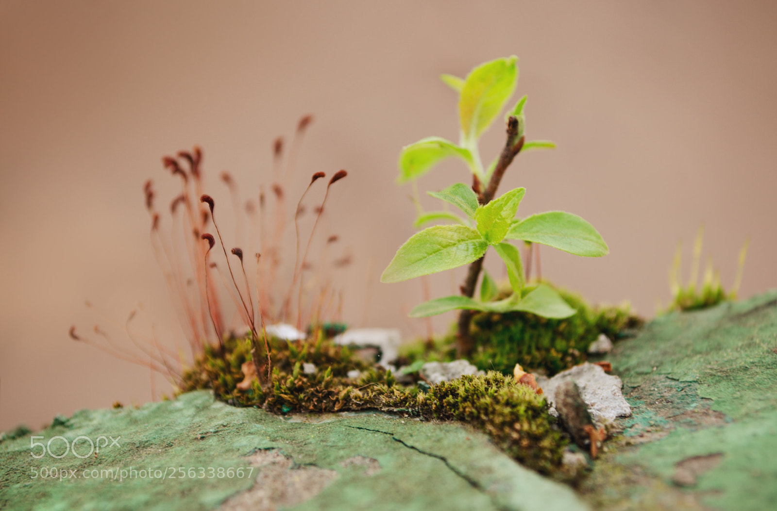 Nikon D5100 sample photo. To life photography