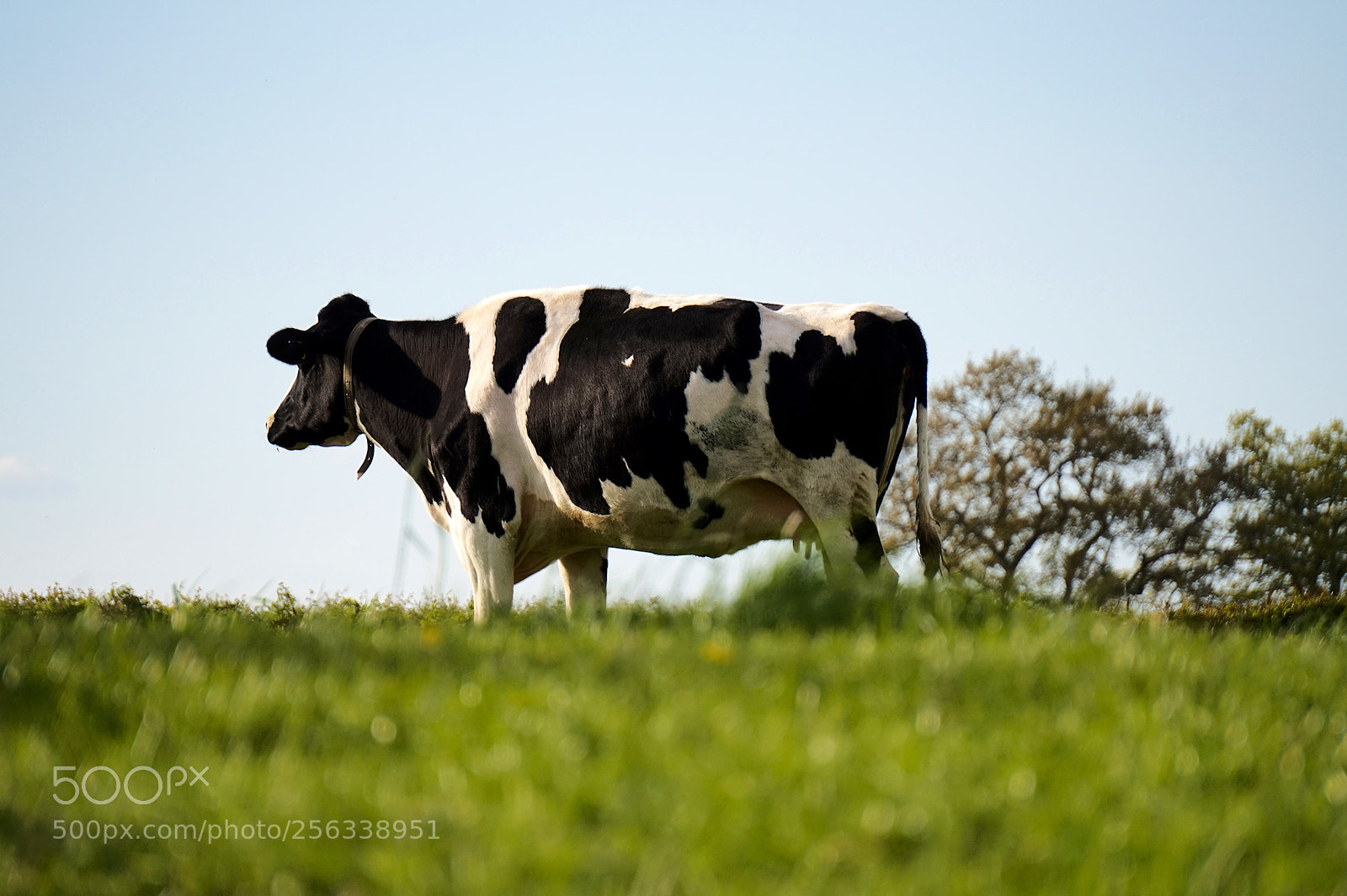 Sony Alpha a5000 (ILCE 5000) sample photo. Cow photography