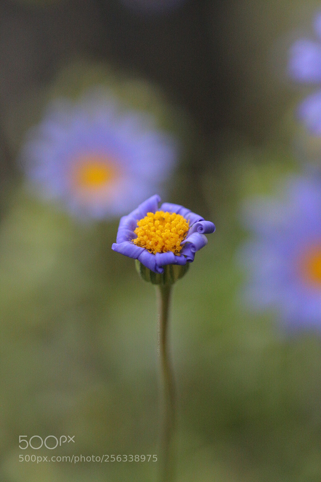 Canon EOS 6D sample photo. Untitled photography
