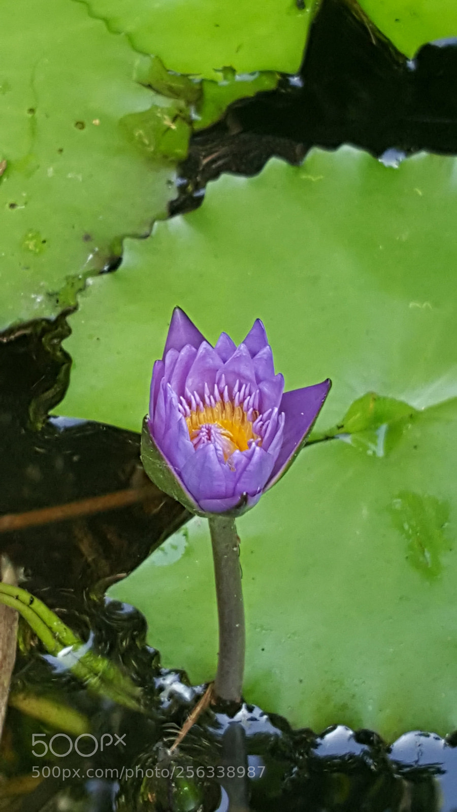 Samsung Galaxy Note5 sample photo. 20180501_073717.jpg photography