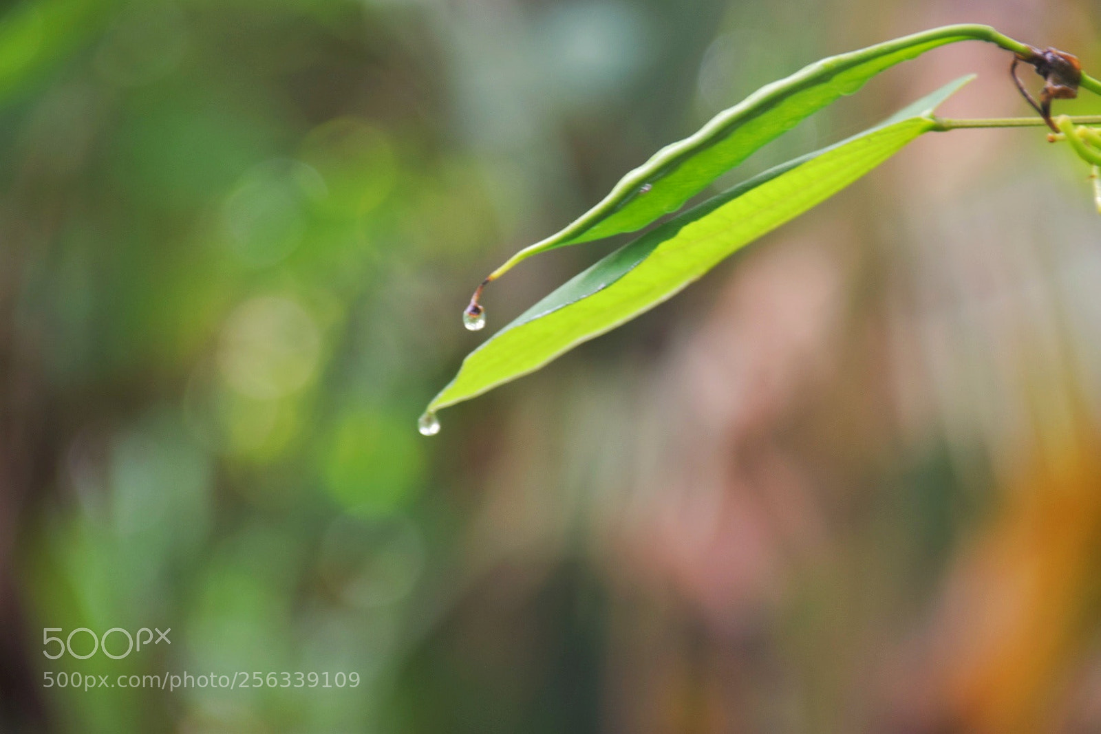 Nikon D5300 sample photo. Rain drops photography