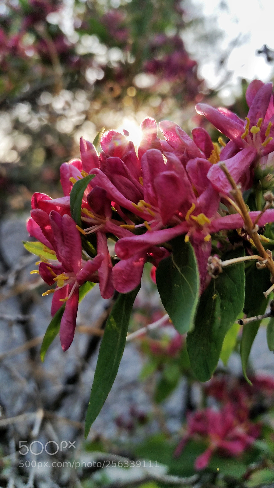 Samsung Galaxy S5 sample photo. Untitled photography