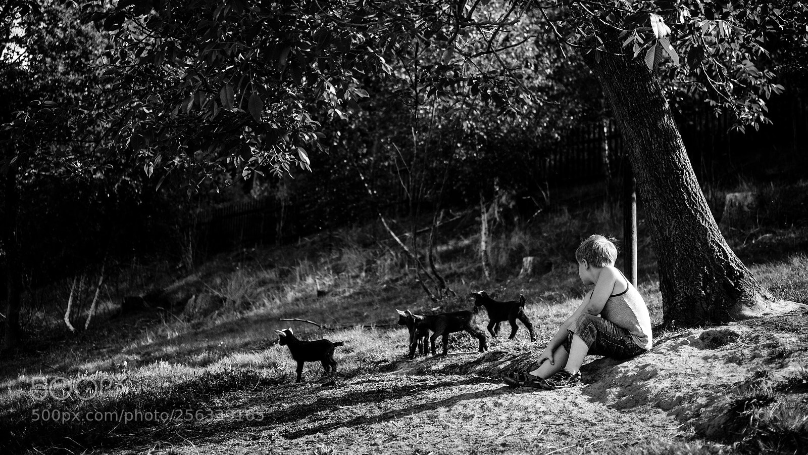 Fujifilm X-Pro2 sample photo. Shepherd photography