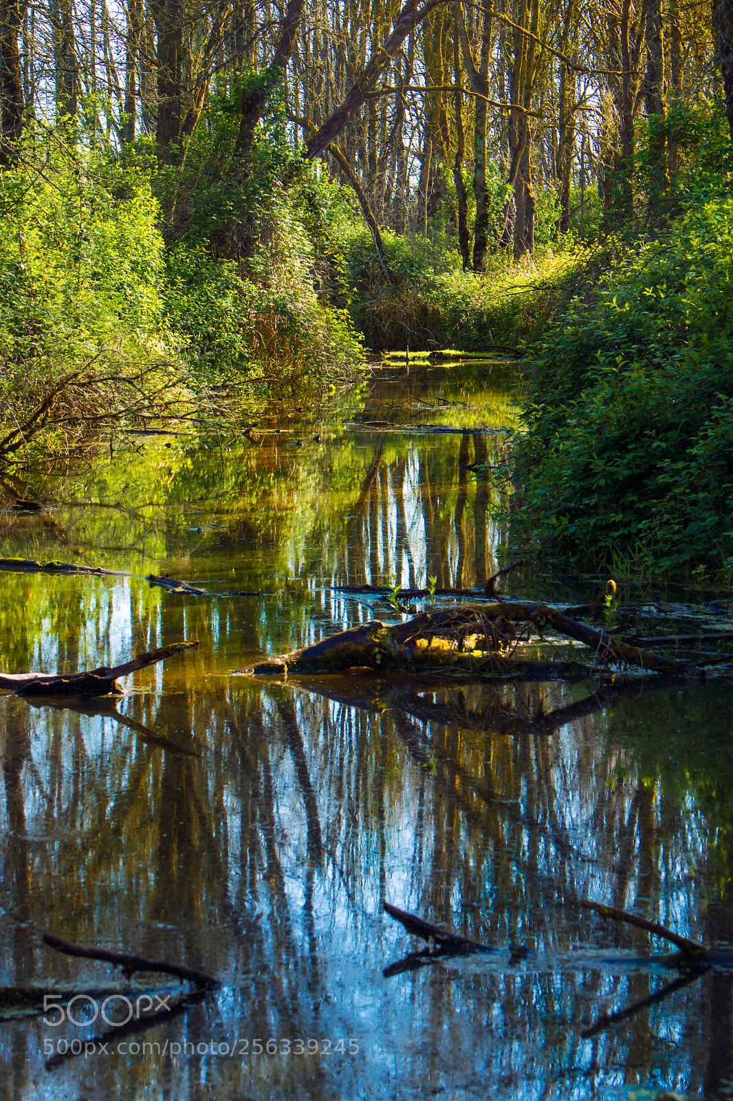 Sony SLT-A77 sample photo. Swamp photography