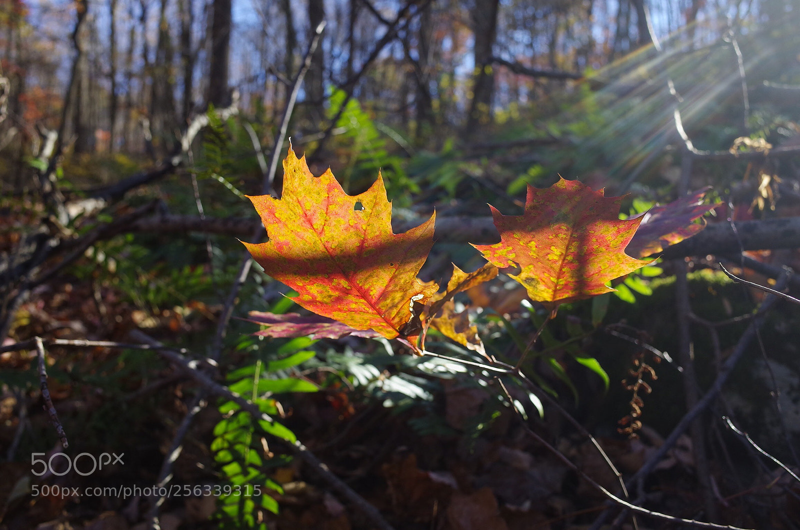 Ricoh GR II sample photo. Autumn leaf  photography