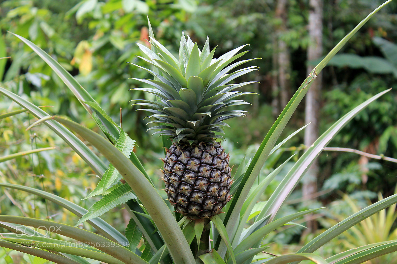 Canon EOS 1100D (EOS Rebel T3 / EOS Kiss X50) sample photo. A pineapple photography