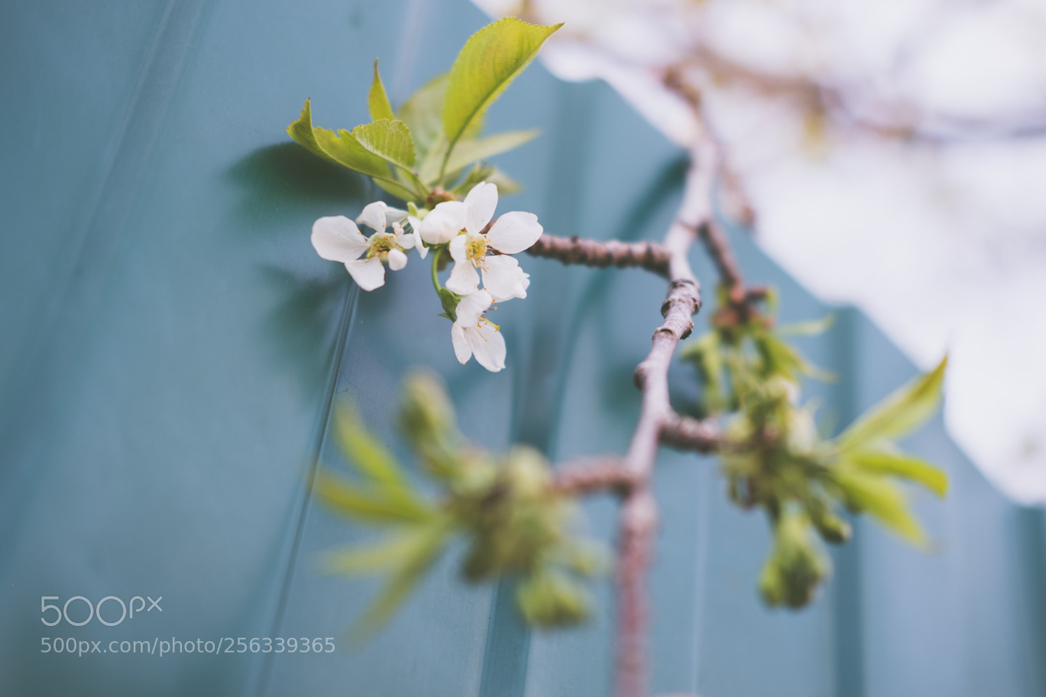 Fujifilm X-T20 sample photo. Love inside you photography