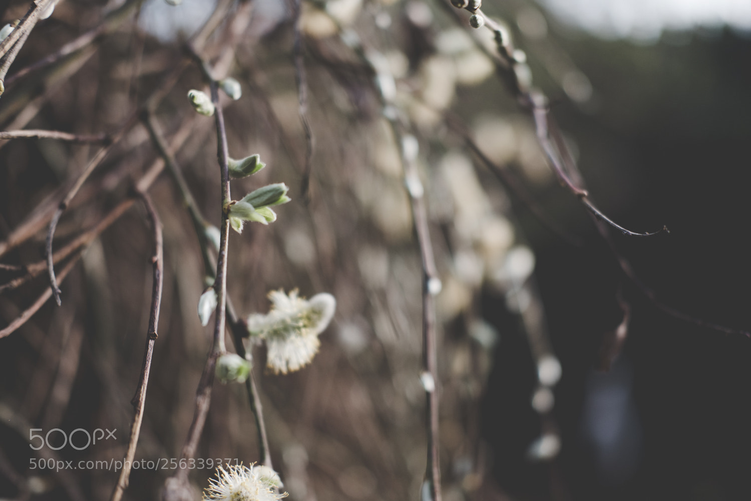 Fujifilm X-T20 sample photo. Love inside you photography