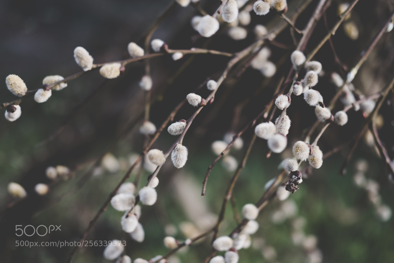 Fujifilm X-T20 sample photo. Love inside you photography