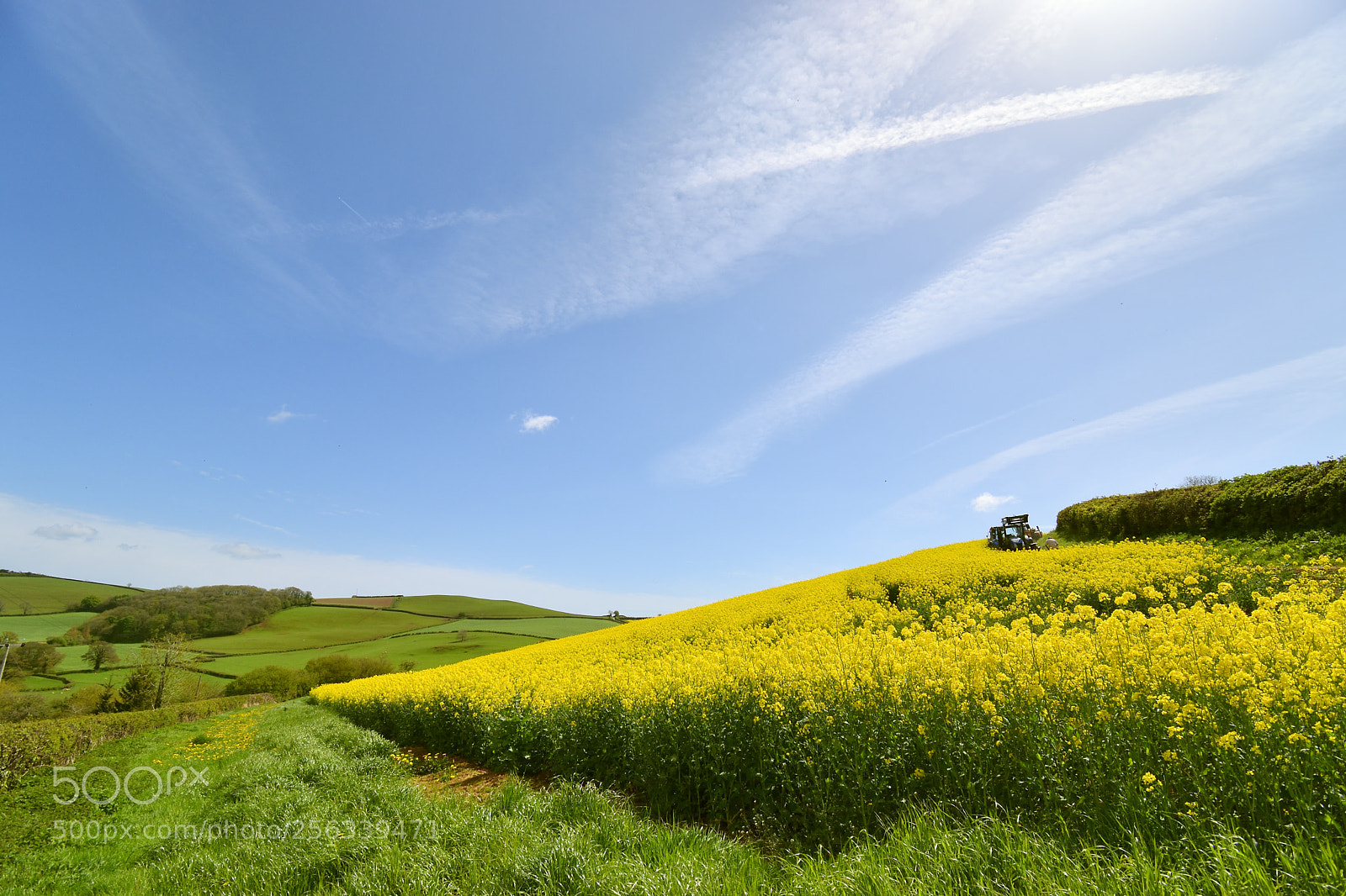 Nikon D5600 sample photo. Yellow rape field photography