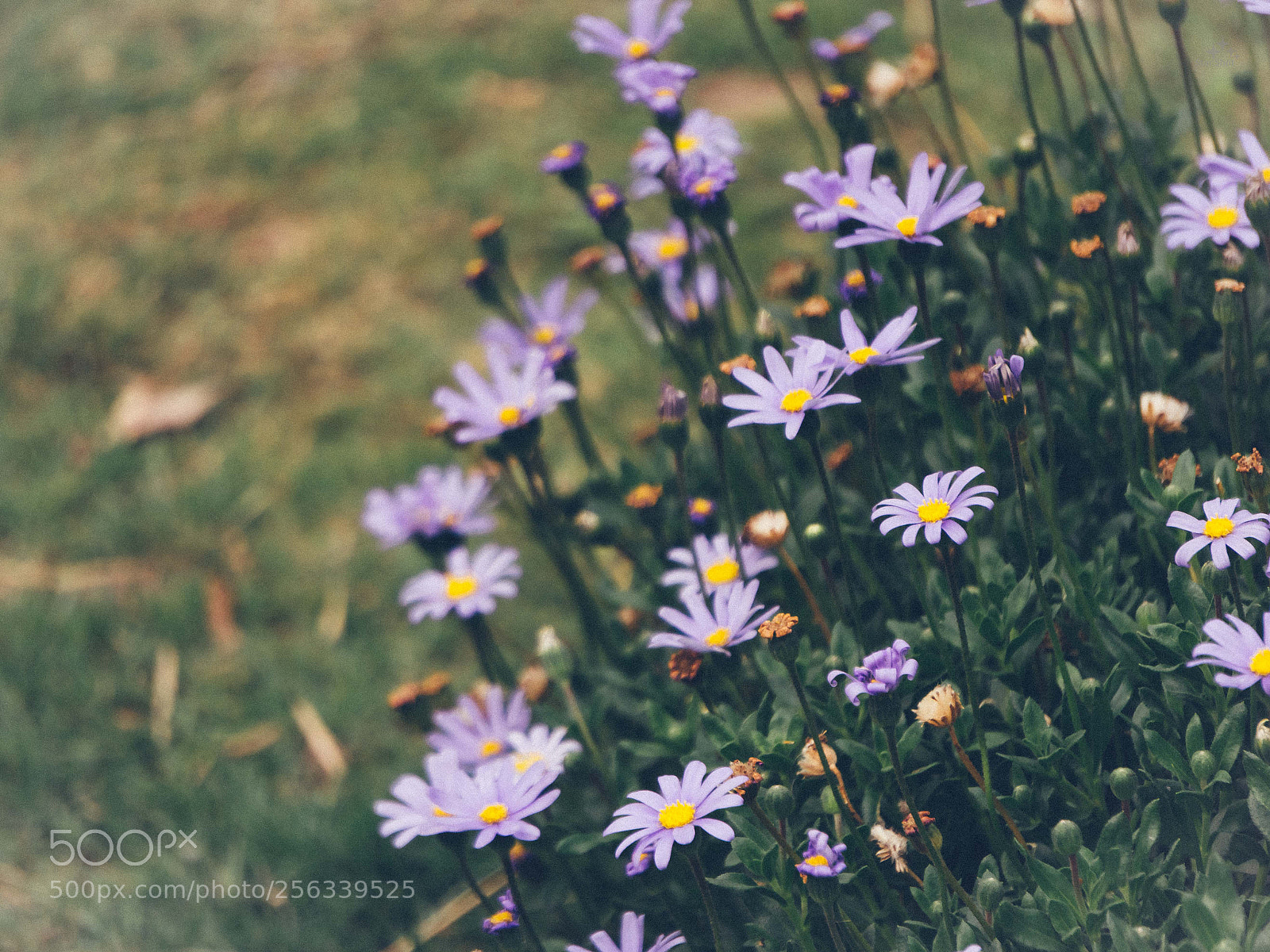 Sony a6000 sample photo. Untitled photography