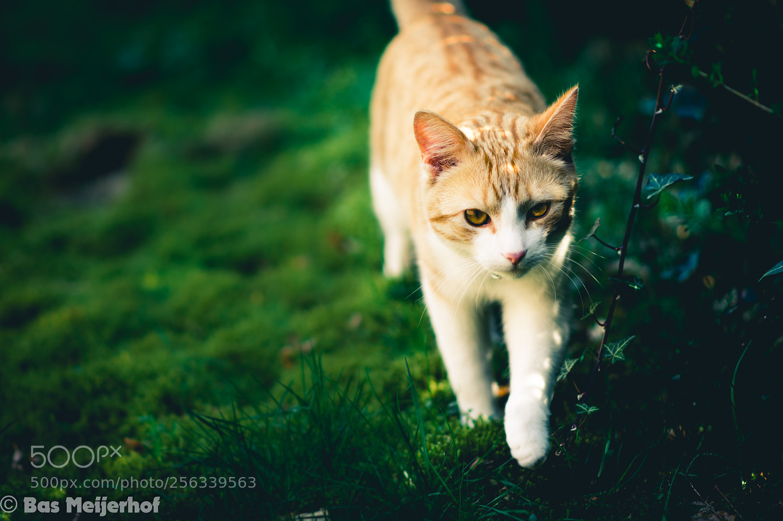 Nikon D7200 sample photo. Timmy in the garden photography