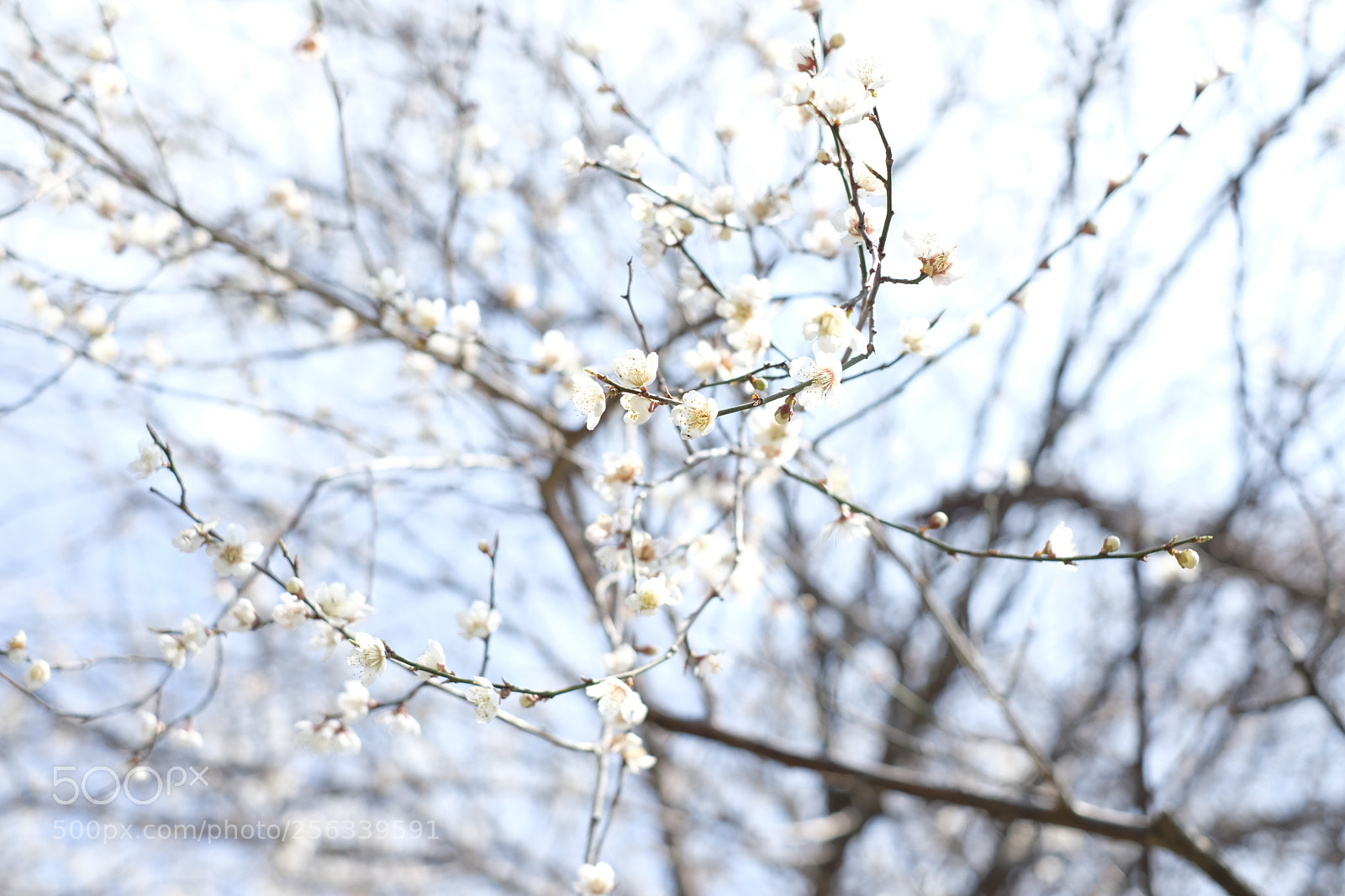 Fujifilm X-Pro2 sample photo. Untitled photography