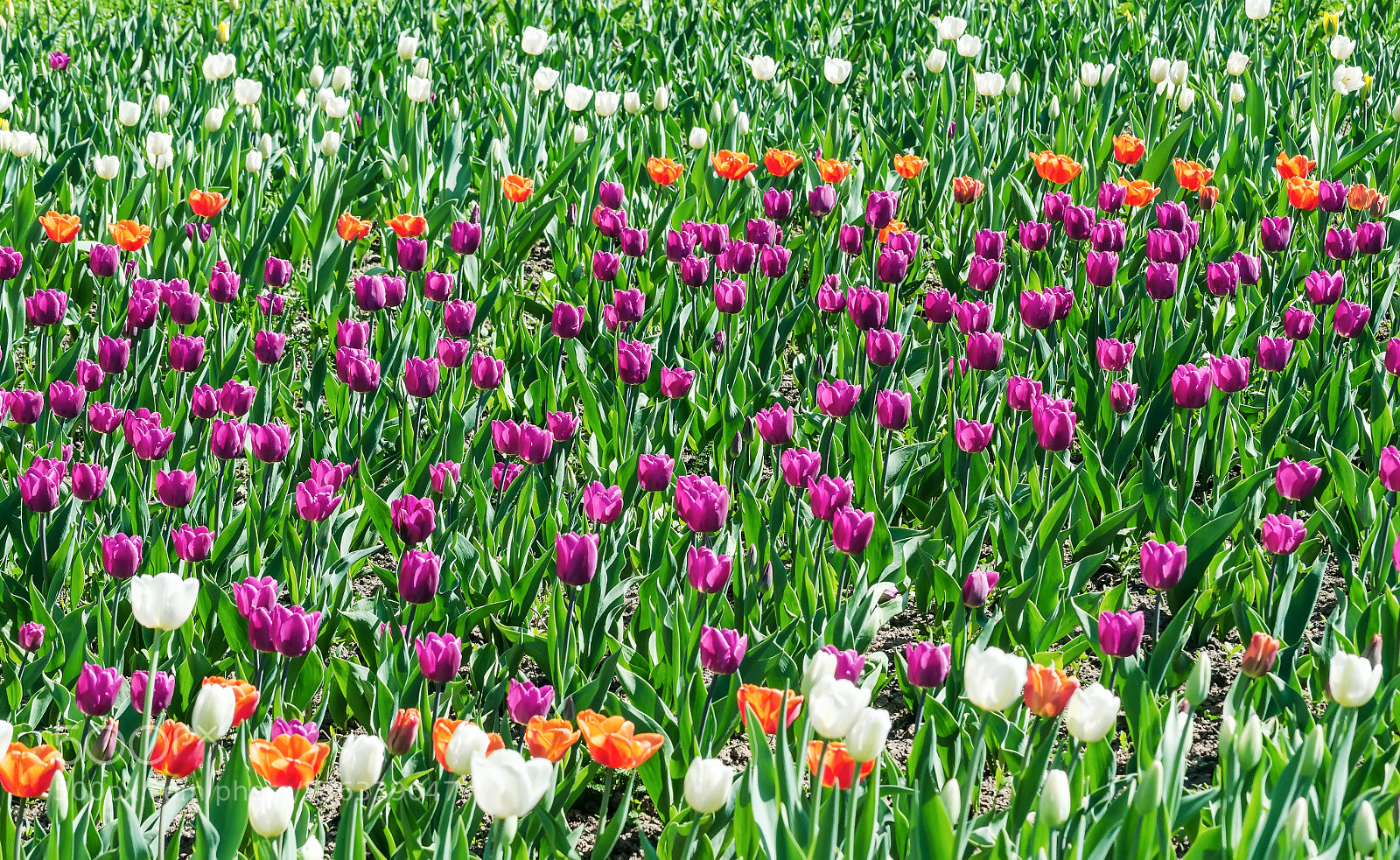 Nikon D5100 sample photo. тюльпаны photography