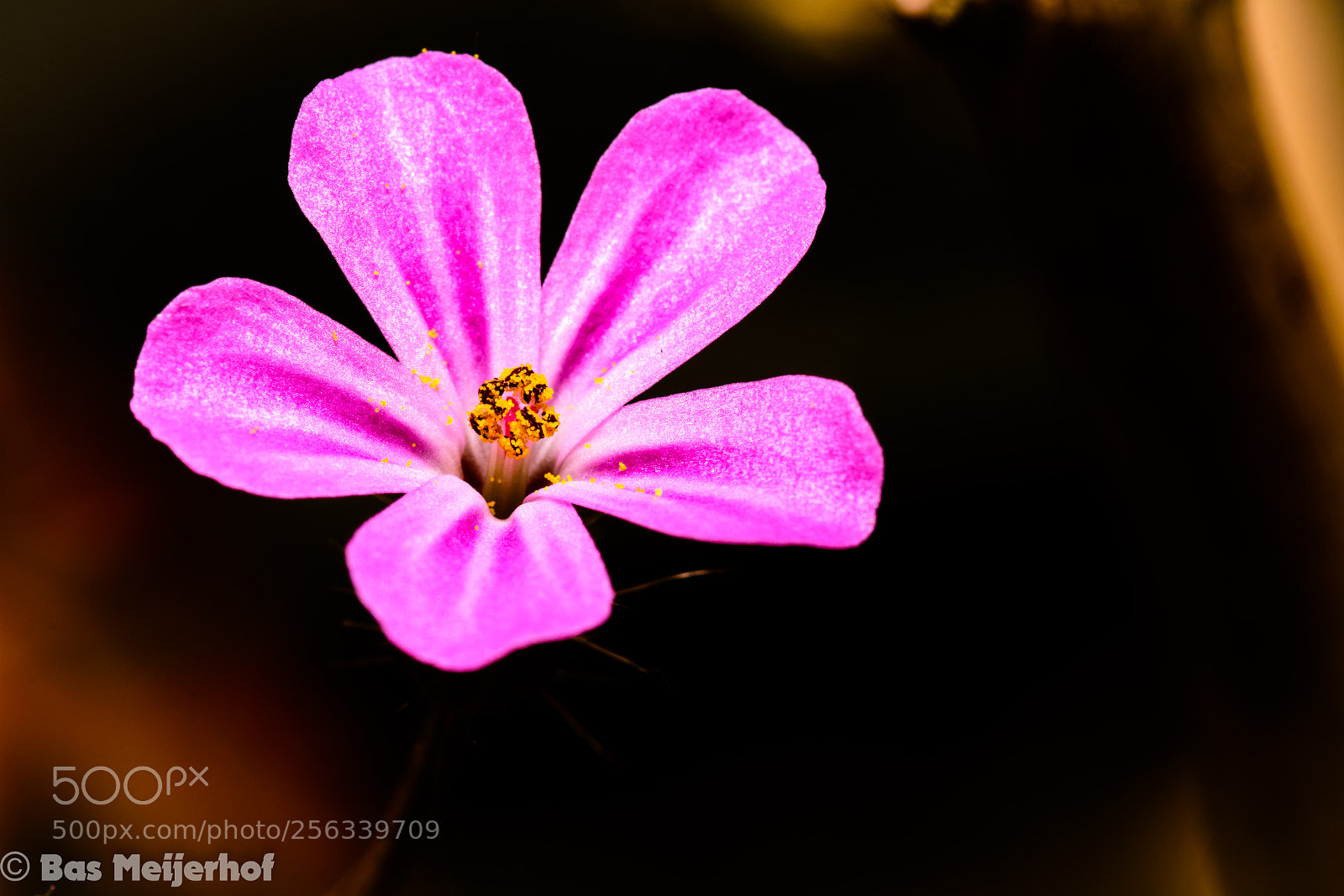Nikon D7200 sample photo. Flower photography