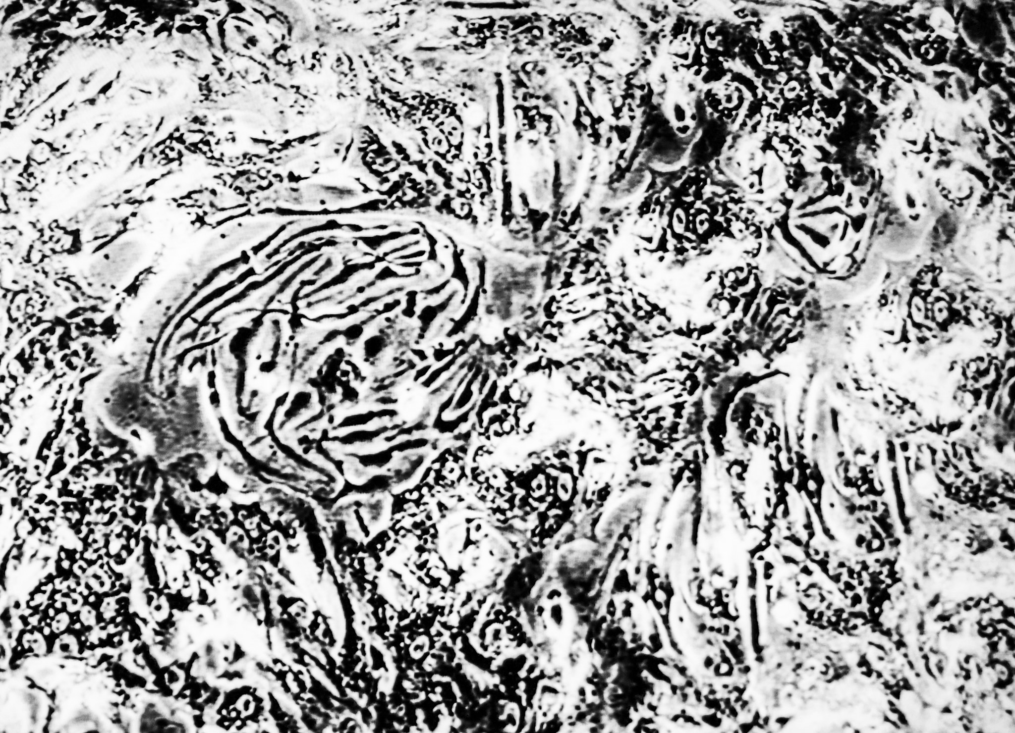 Olympus E-400 (EVOLT E-400) sample photo. Microbiology photography