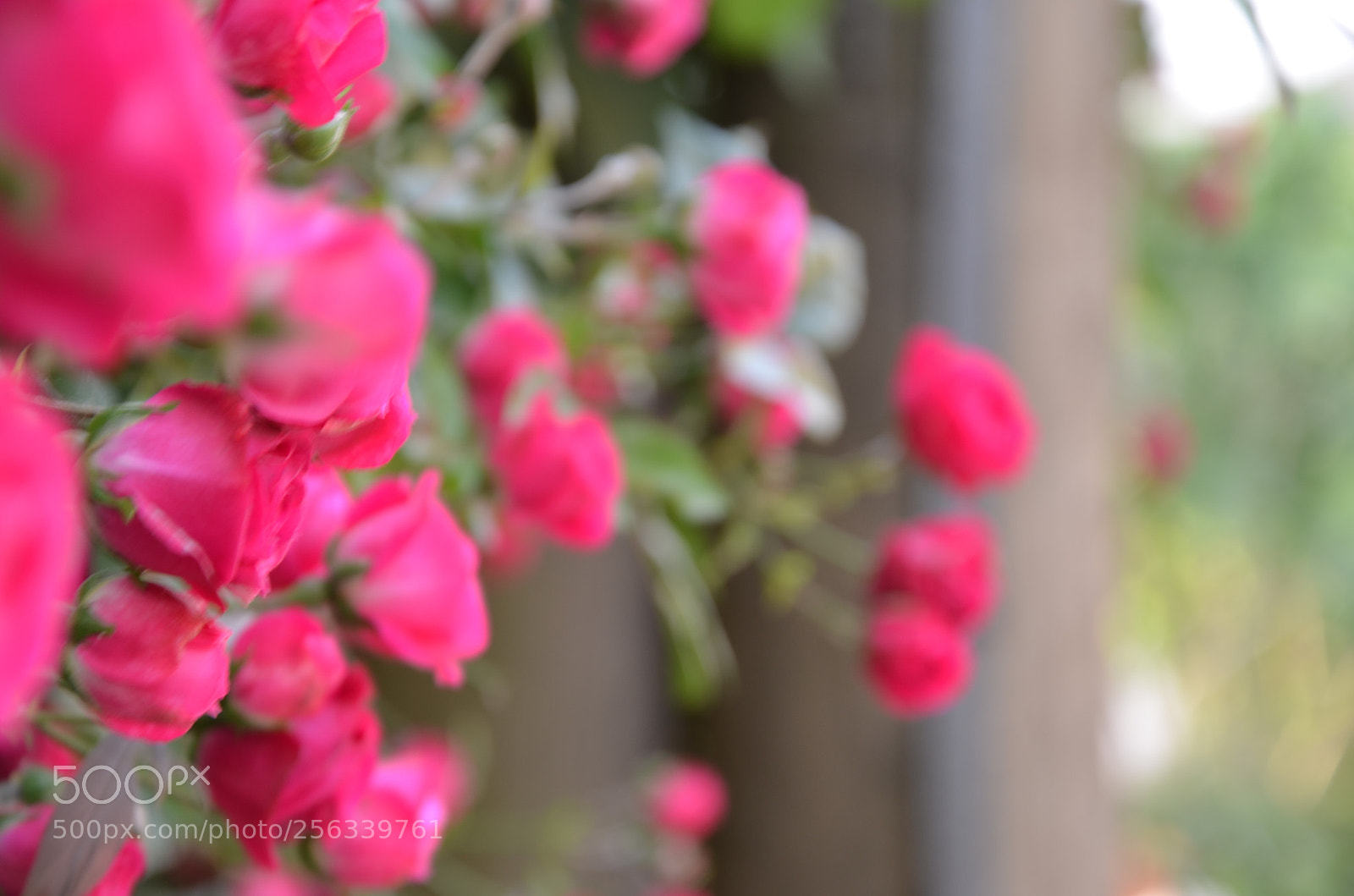Nikon D5100 sample photo. Untitled photography