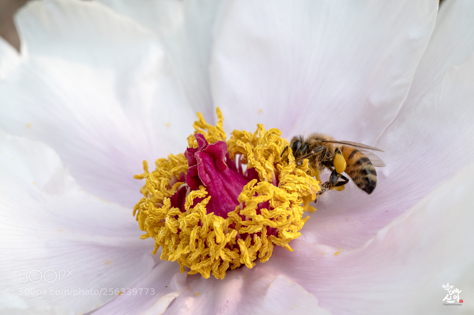 Fujifilm X-T2 sample photo. Paeonia & bee photography