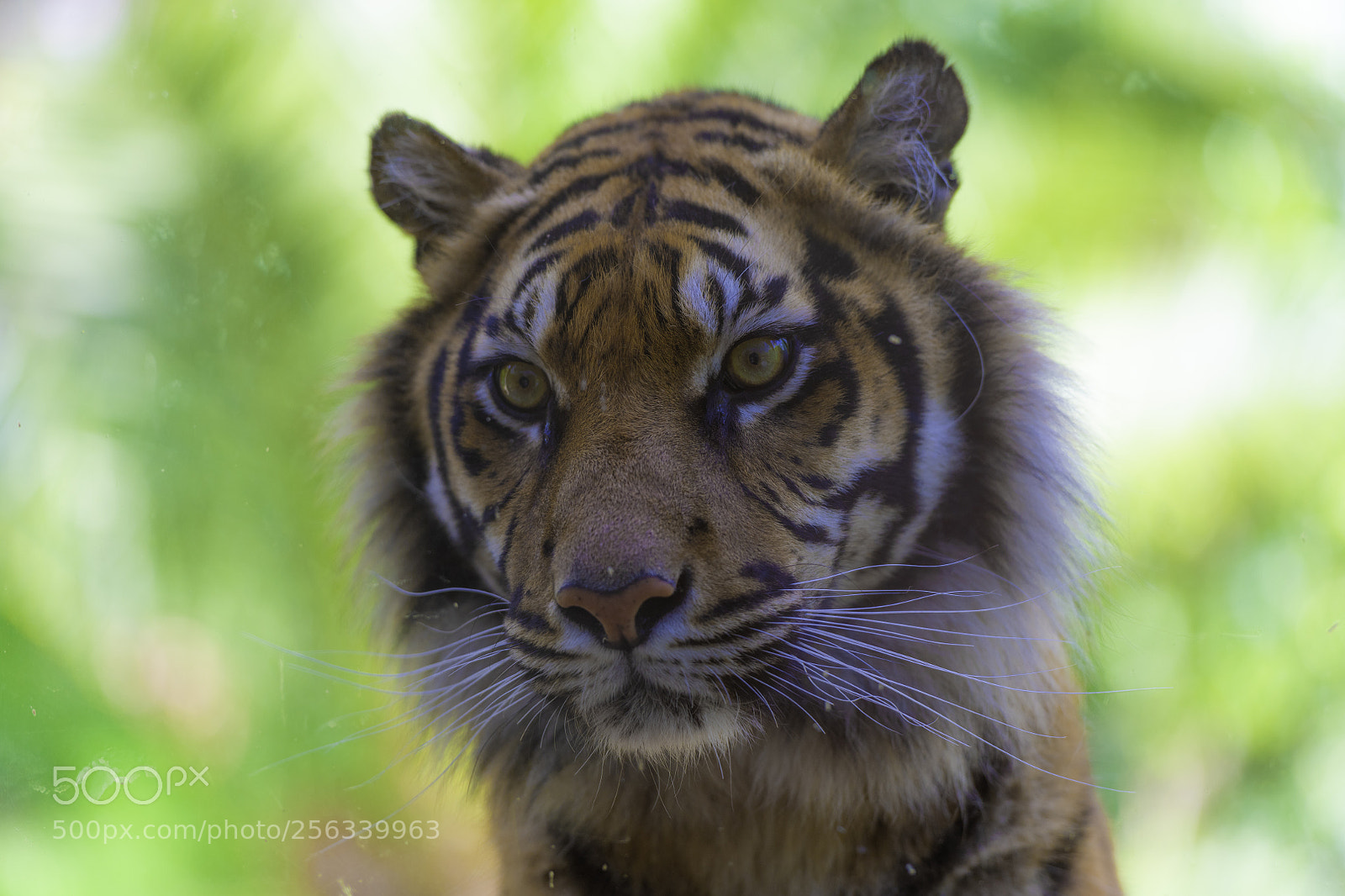 Nikon D850 sample photo. Tiger pose photography