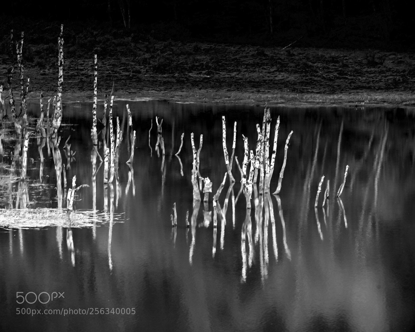 Nikon D750 sample photo. Blackwhite photography