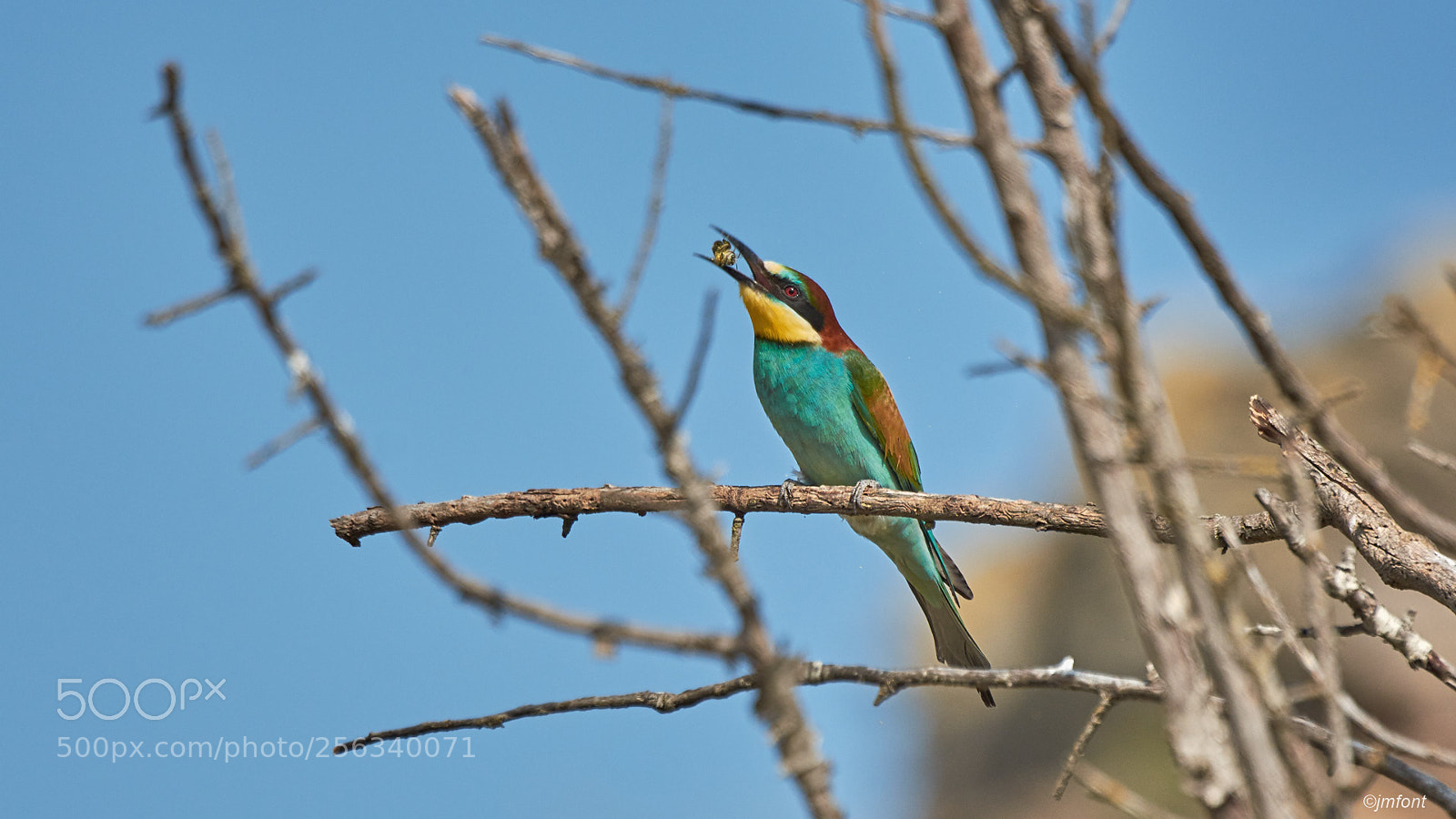 Nikon D7200 sample photo. Merops apiaster photography