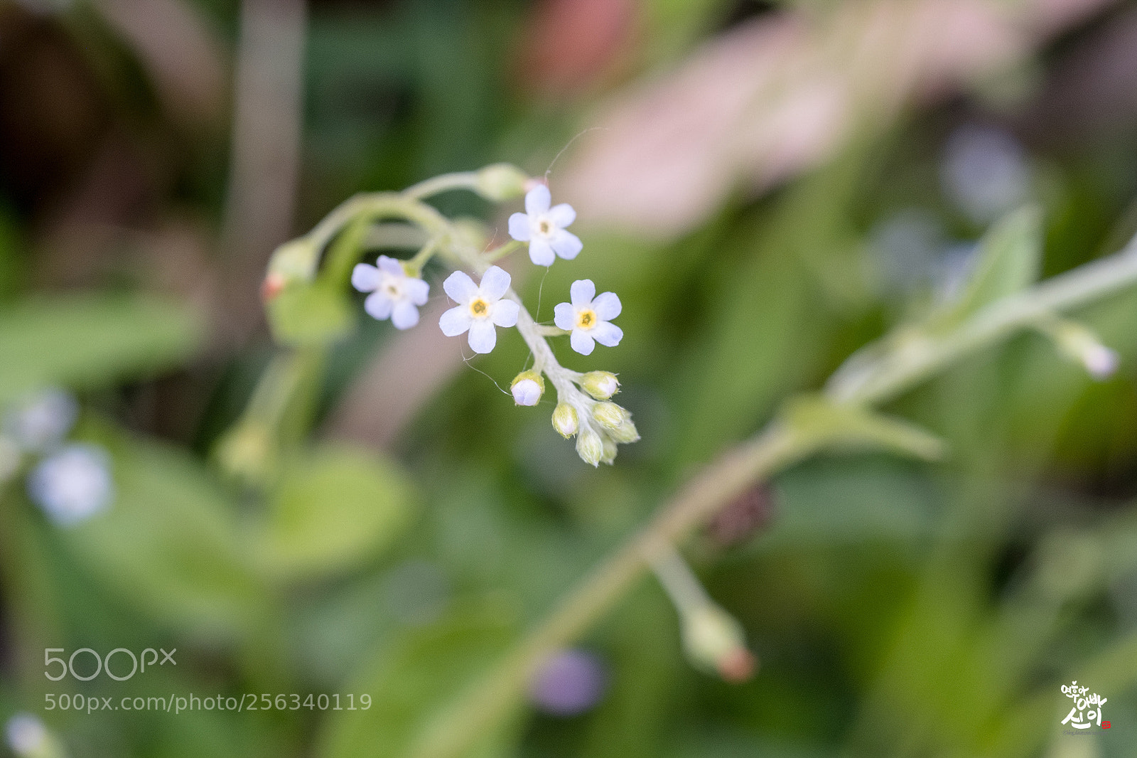 Fujifilm X-T2 sample photo. Trigonotis peduncularis photography