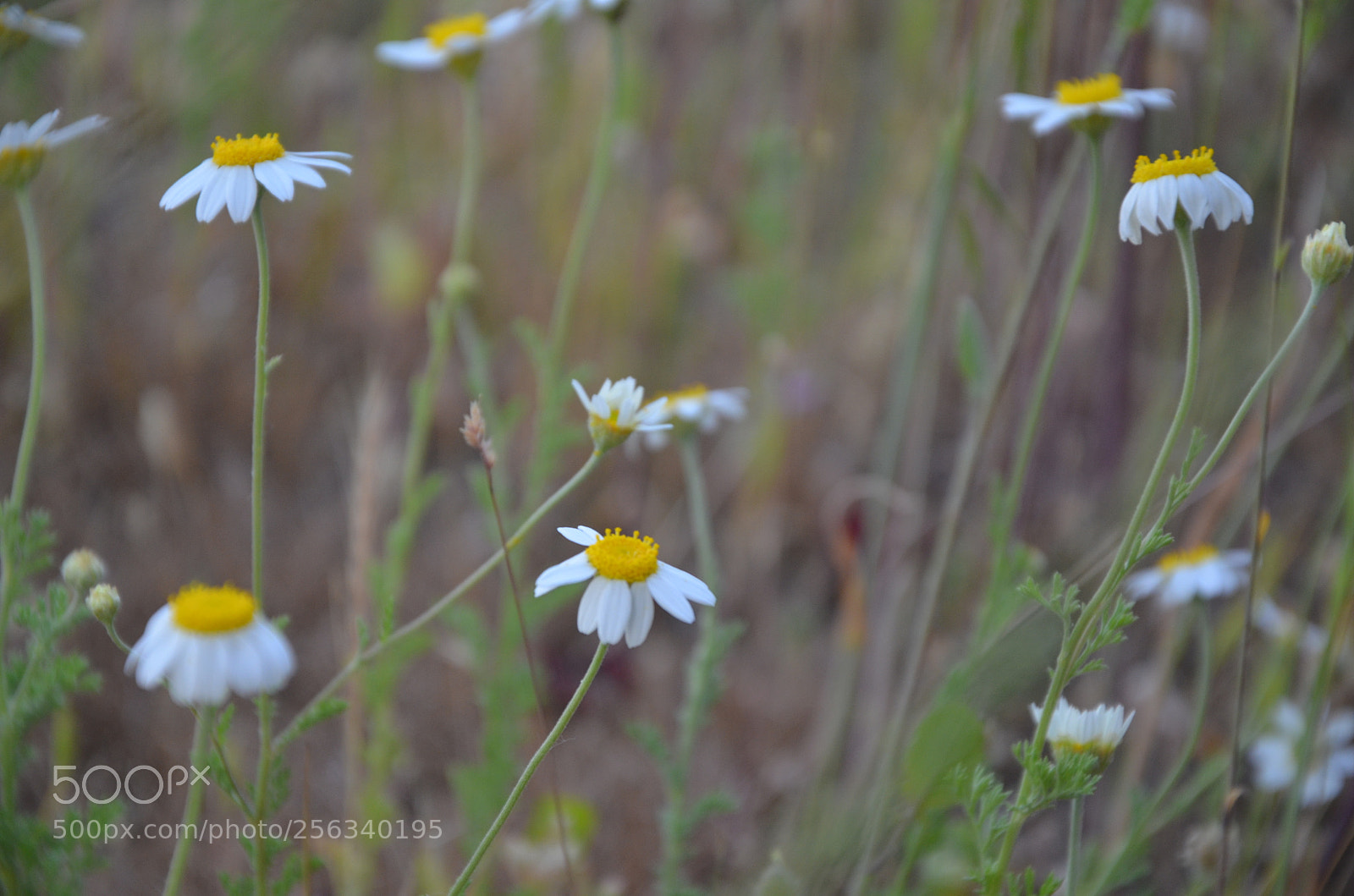 Nikon D5100 sample photo. Sizi de.. photography